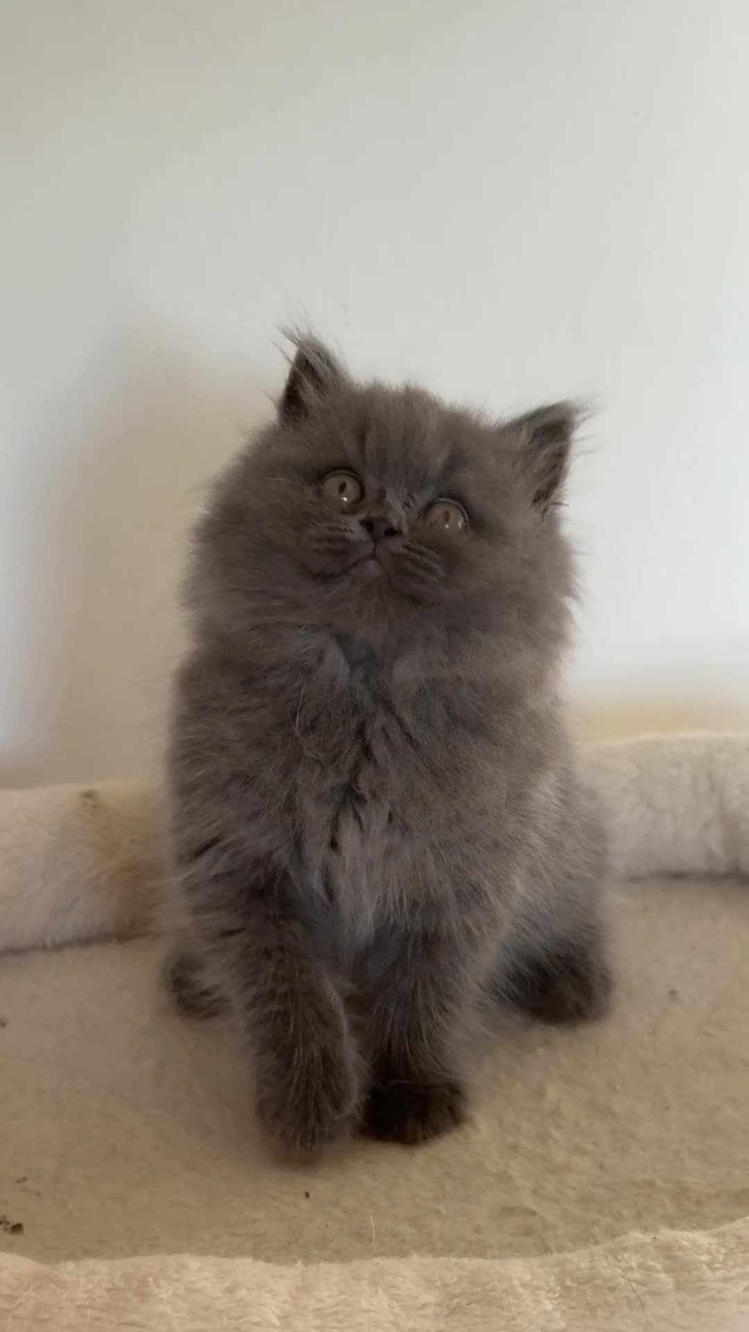British Shorthair cats for sale: TICA Active British shorthair and longhair male in Bridgnorth - Video 3