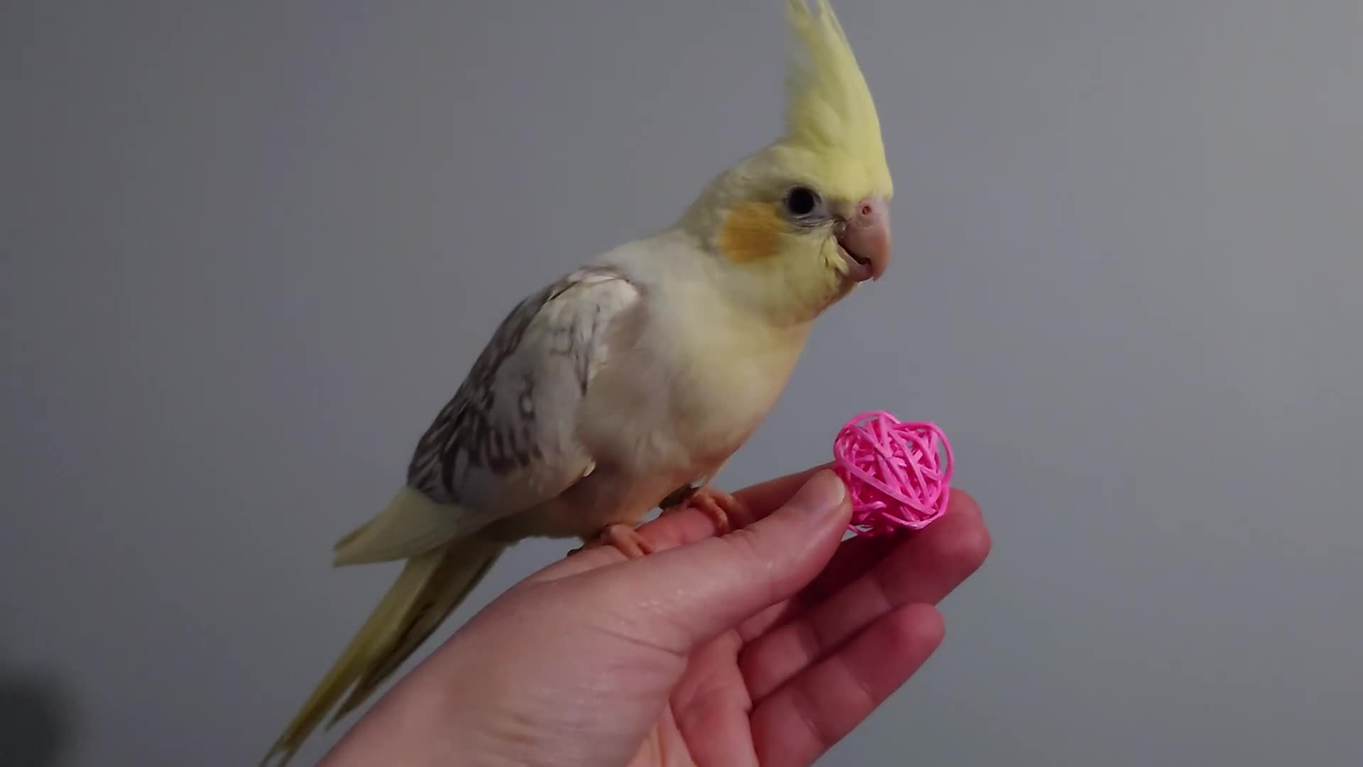 Cockatiels birds for sale: Hand reread silly tame DNA sexed baby cockatiels  - Video 2