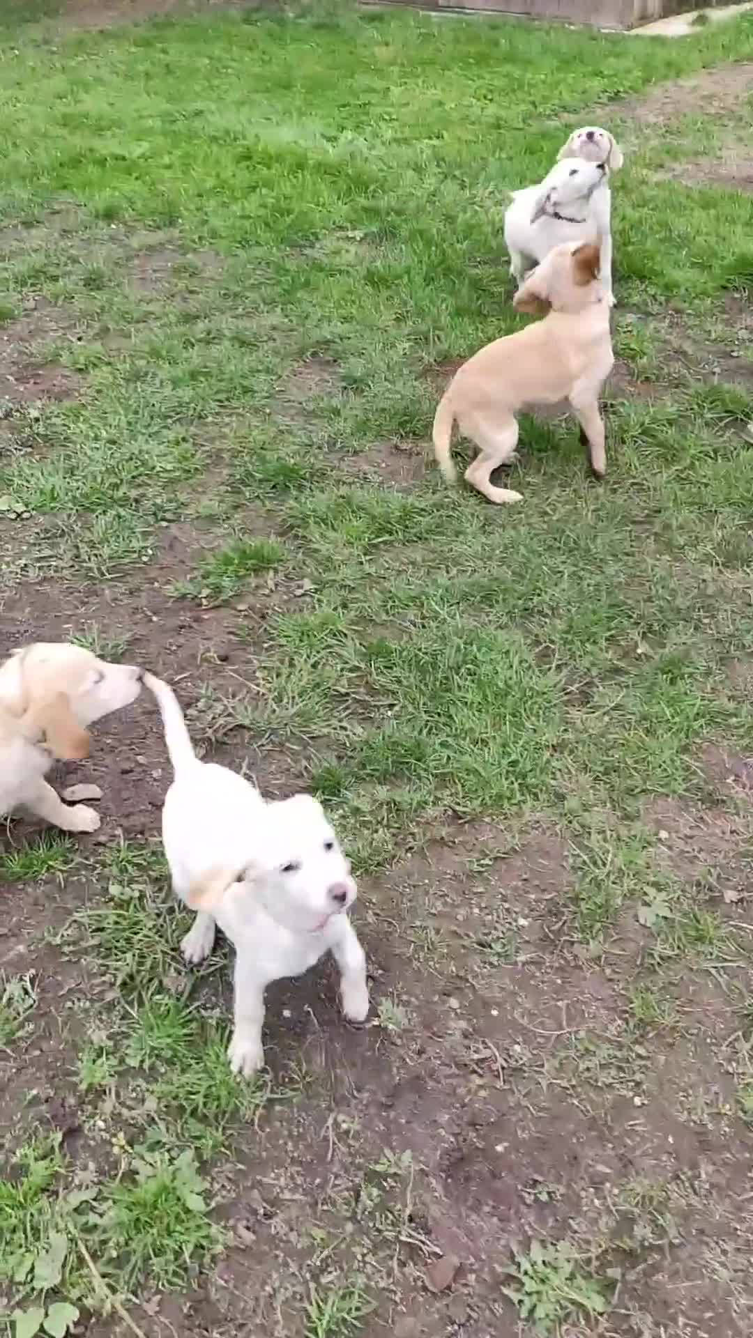 Labradoodle dogs for sale: Labradoodle / Fox Red Labrador X Puppies - Video 1