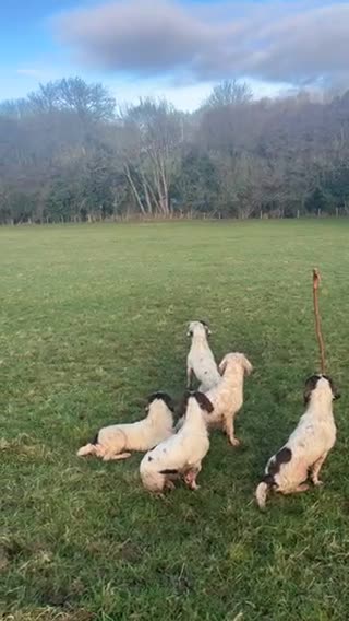 English Springer Spaniel dogs for stud: HEALTHTESTED WORKING ENGLISH SPRINGER SPANIEL in Bishop Auckland - Video 3