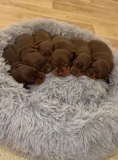 Miniature Dachshund dogs for sale: Stunning minature dachshund litter  in Maidstone - Video 1