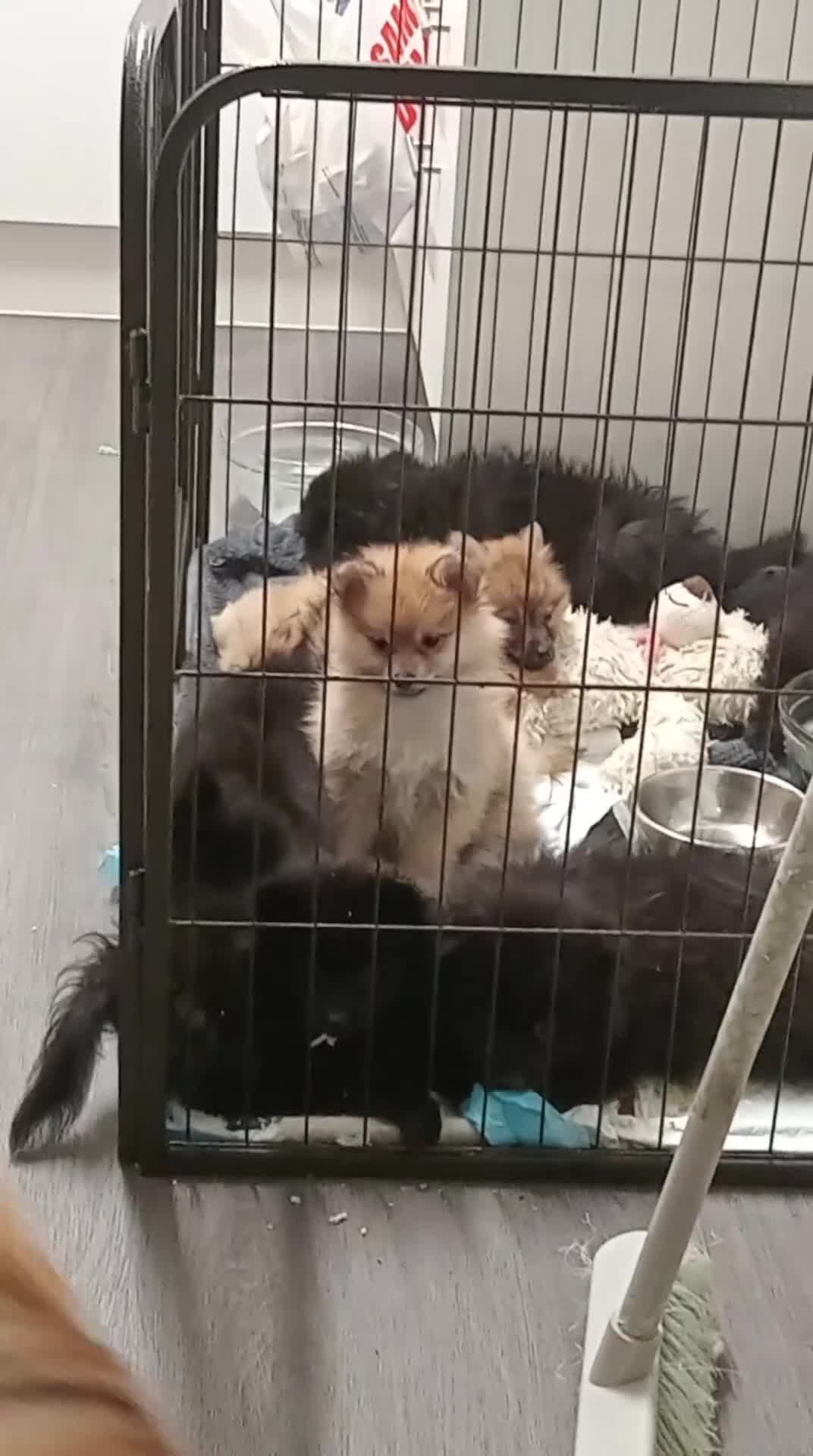 Pomeranian dogs for sale: Pomeranian fluffy bears 🐻  - Video 1