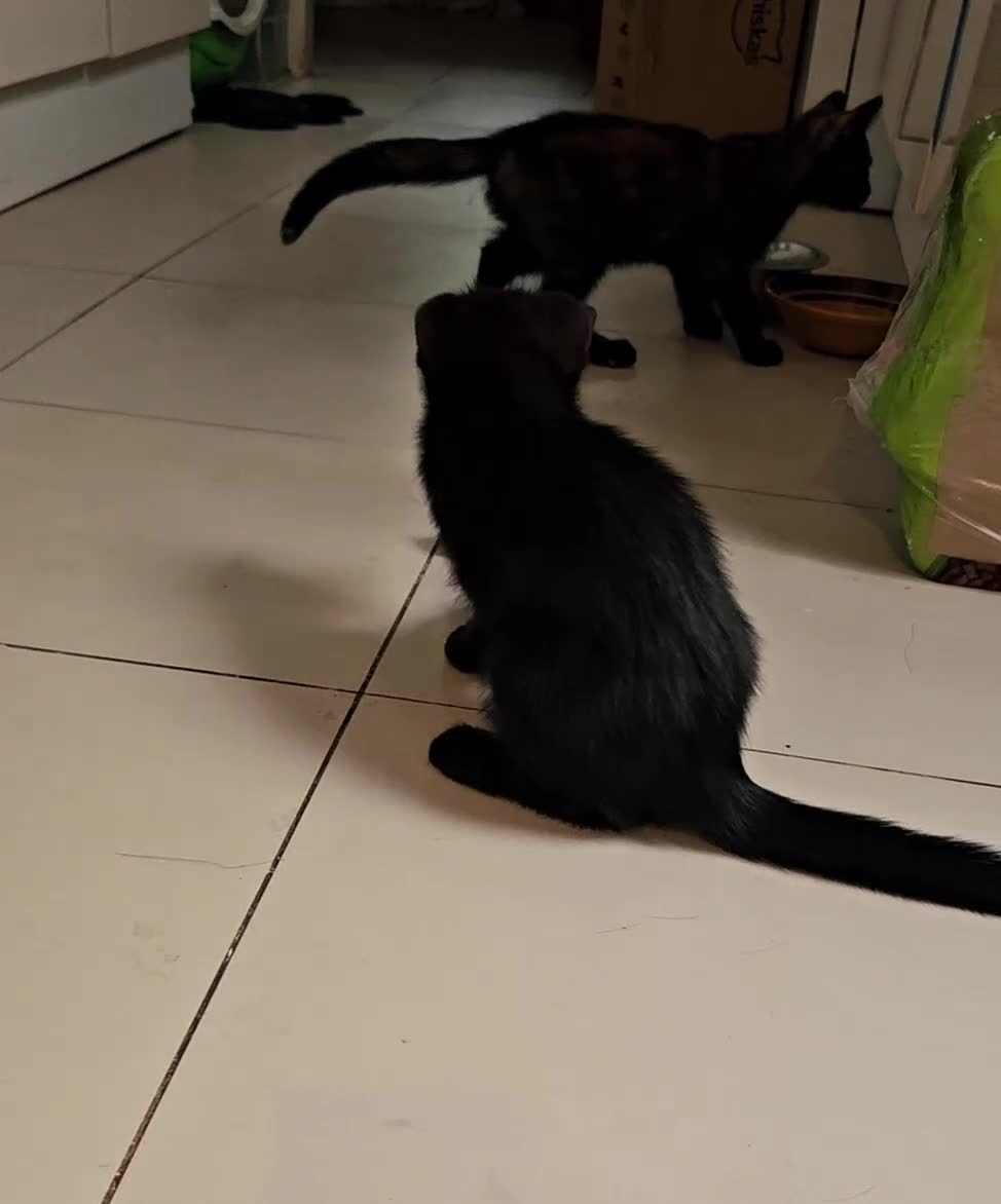Mixed Breed cats for sale: 3  kittens😸 ready to go dad white angora mum toby - Video 2
