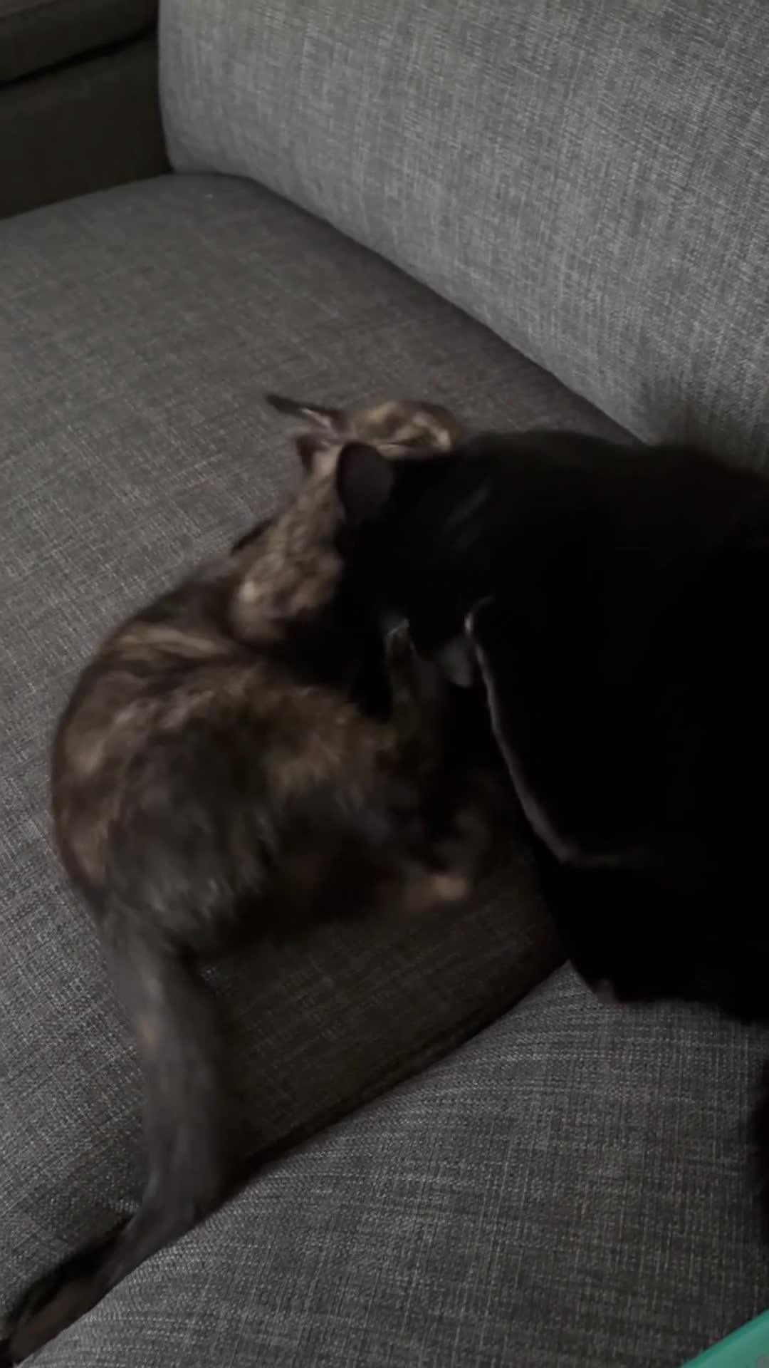 British Shorthair cats for sale: Sisters need loving home - Video 2