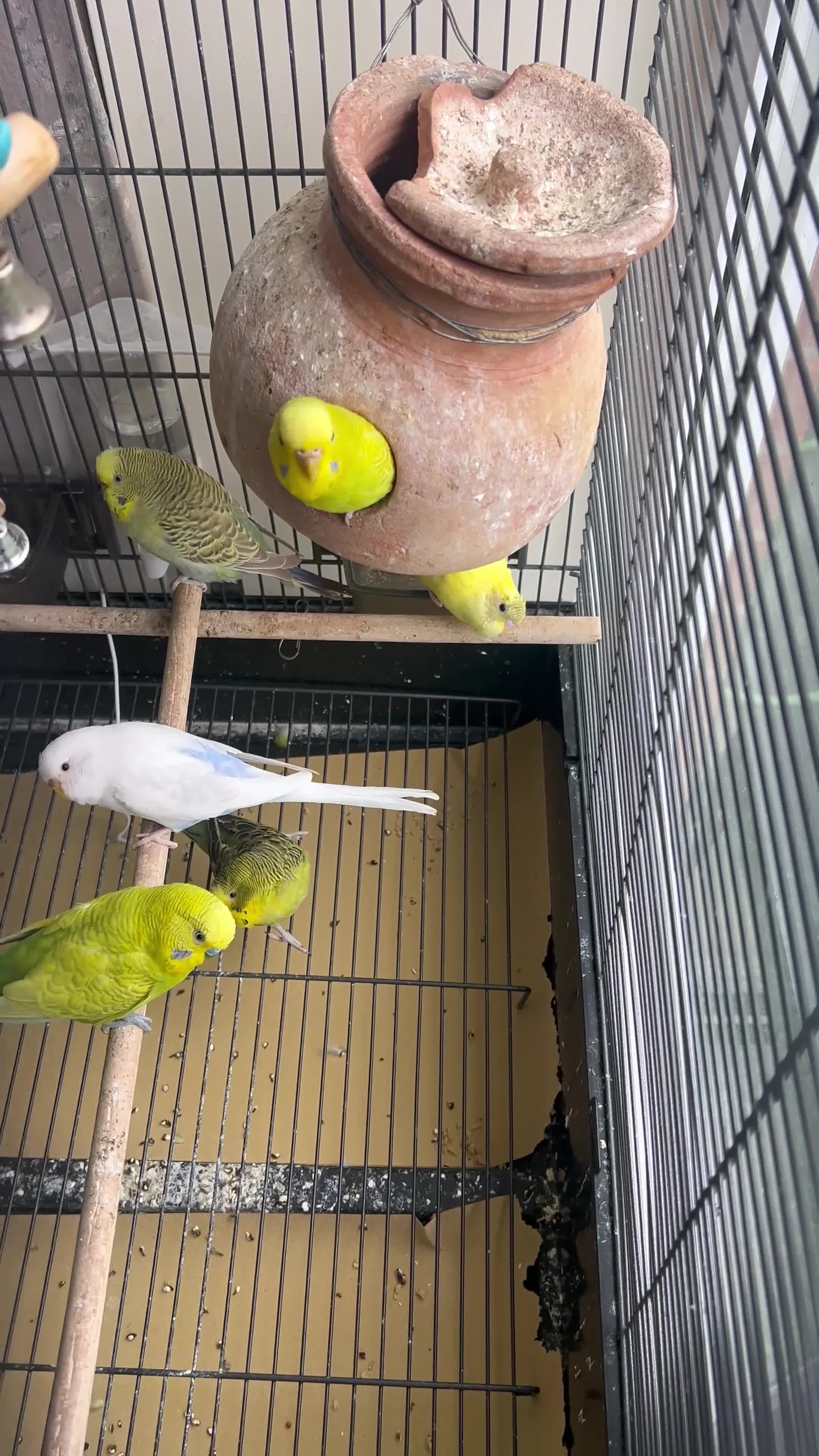 Budgerigars birds for sale: 0 enclosure (budgies) for sale - Video 1