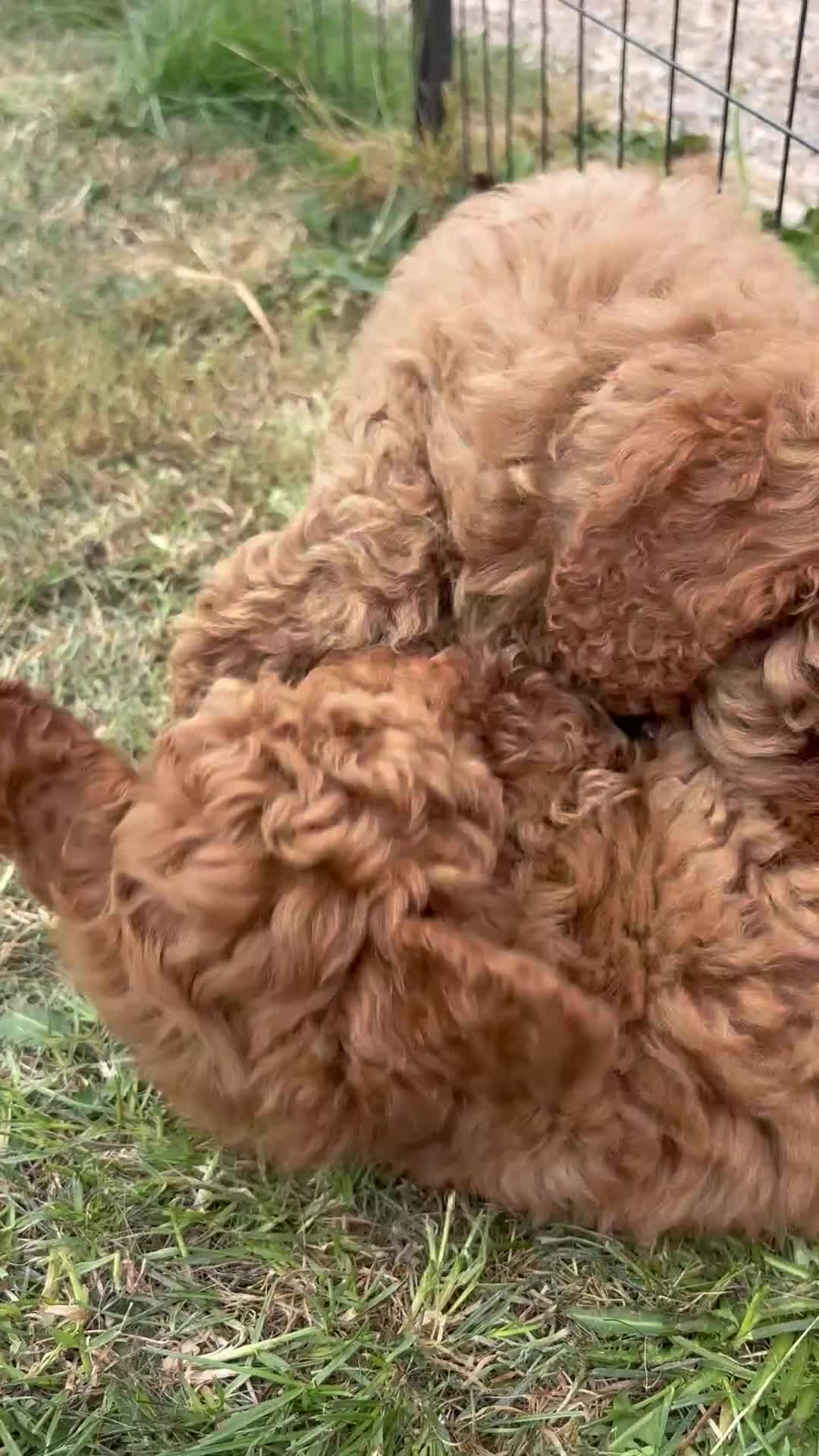 Toy Poodle dogs for sale: Stunning toy poodle puppies ready to leave now! - Video 1