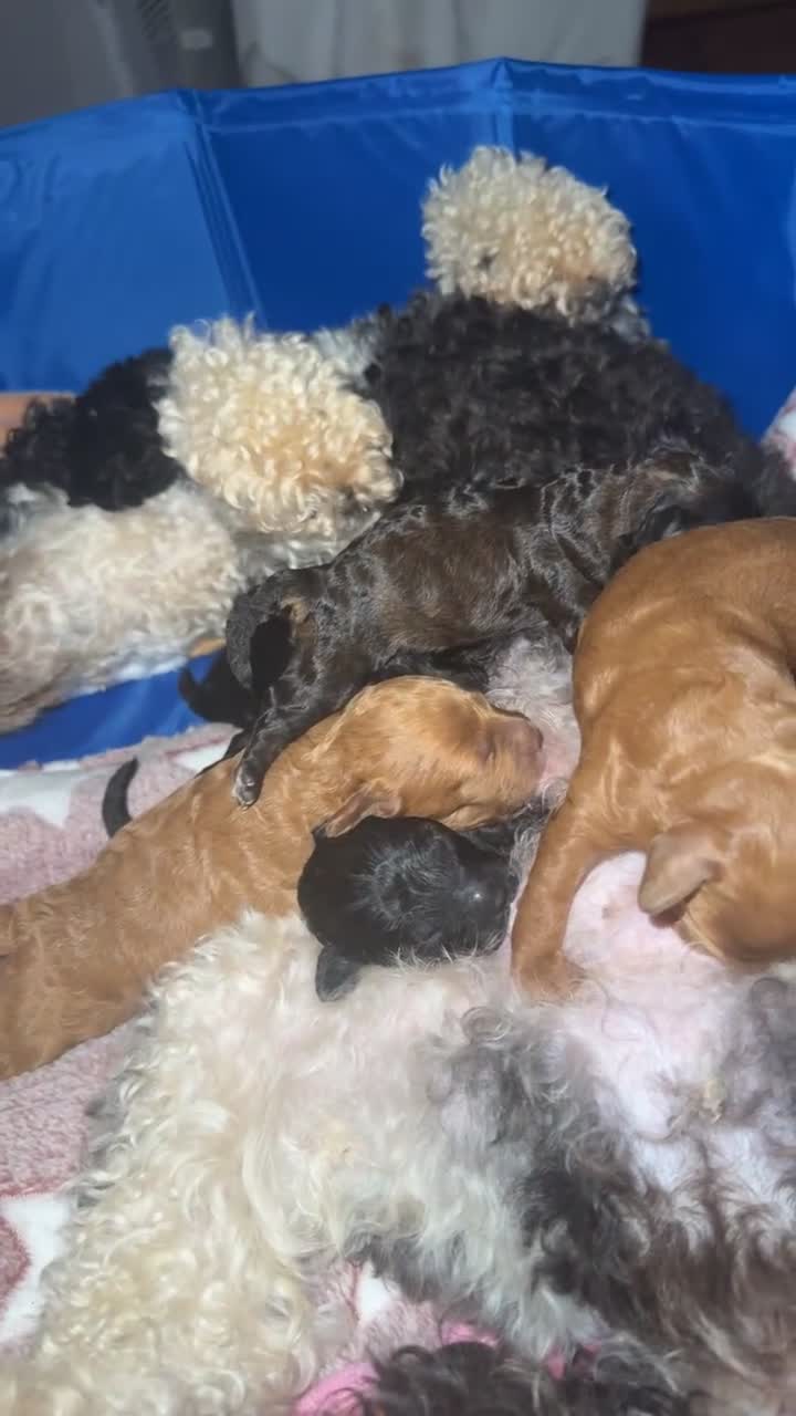 Mixed Breed dogs for sale: Toy x Miniature Poodle Puppies  - Video 1
