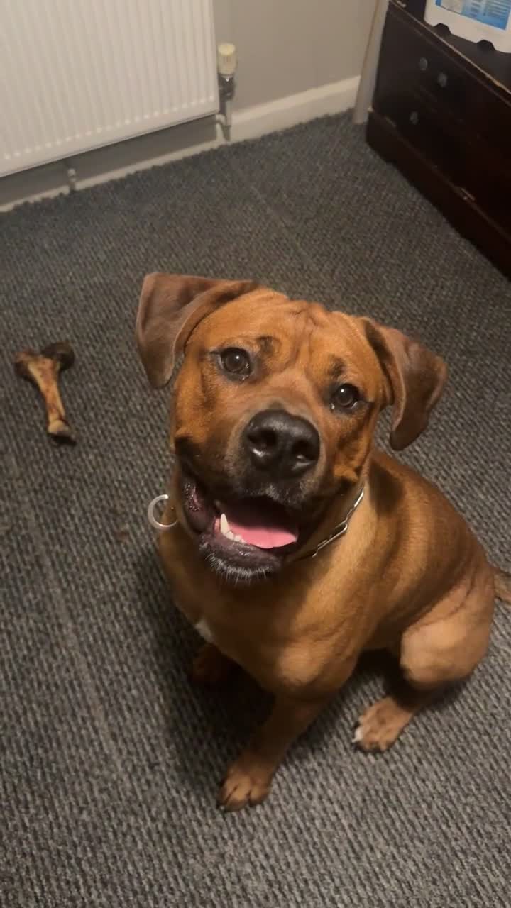 Mixed Breed dogs for sale: American Bully X Cane corso mix puppy in Walsall - Video 1