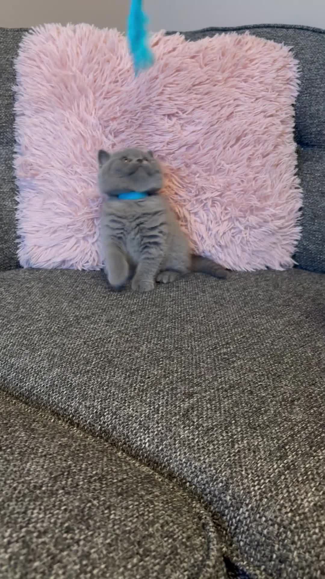 British Shorthair cats for sale: British Shorthair Male Kitten (GCCF) - Video 1