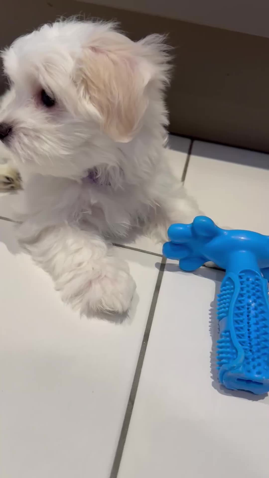 Maltese dogs for sale: 5 Generation KC registered Maltese - Video 5