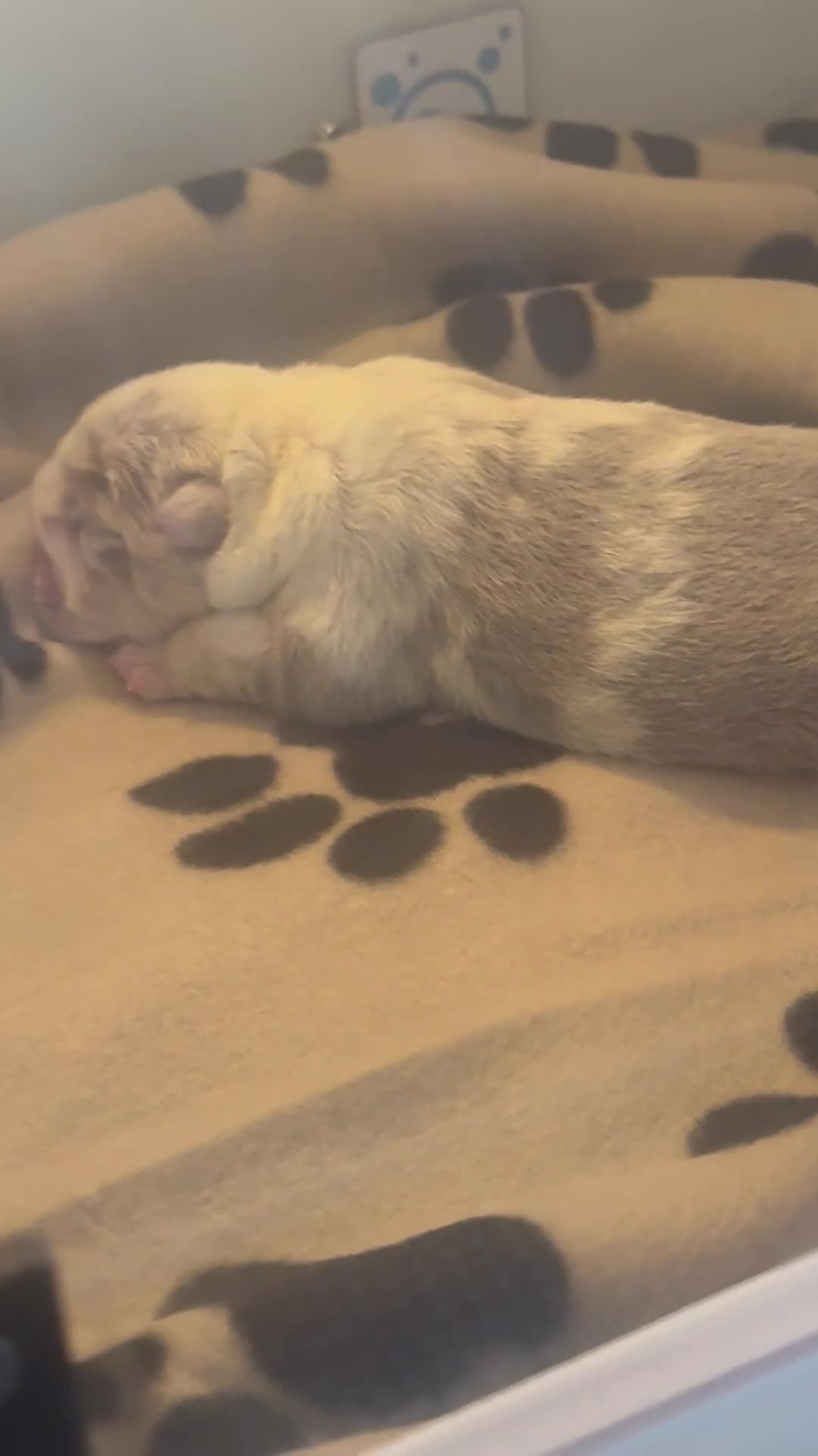 English Bulldog dogs for sale: Beautiful lilac merle female - Video 1