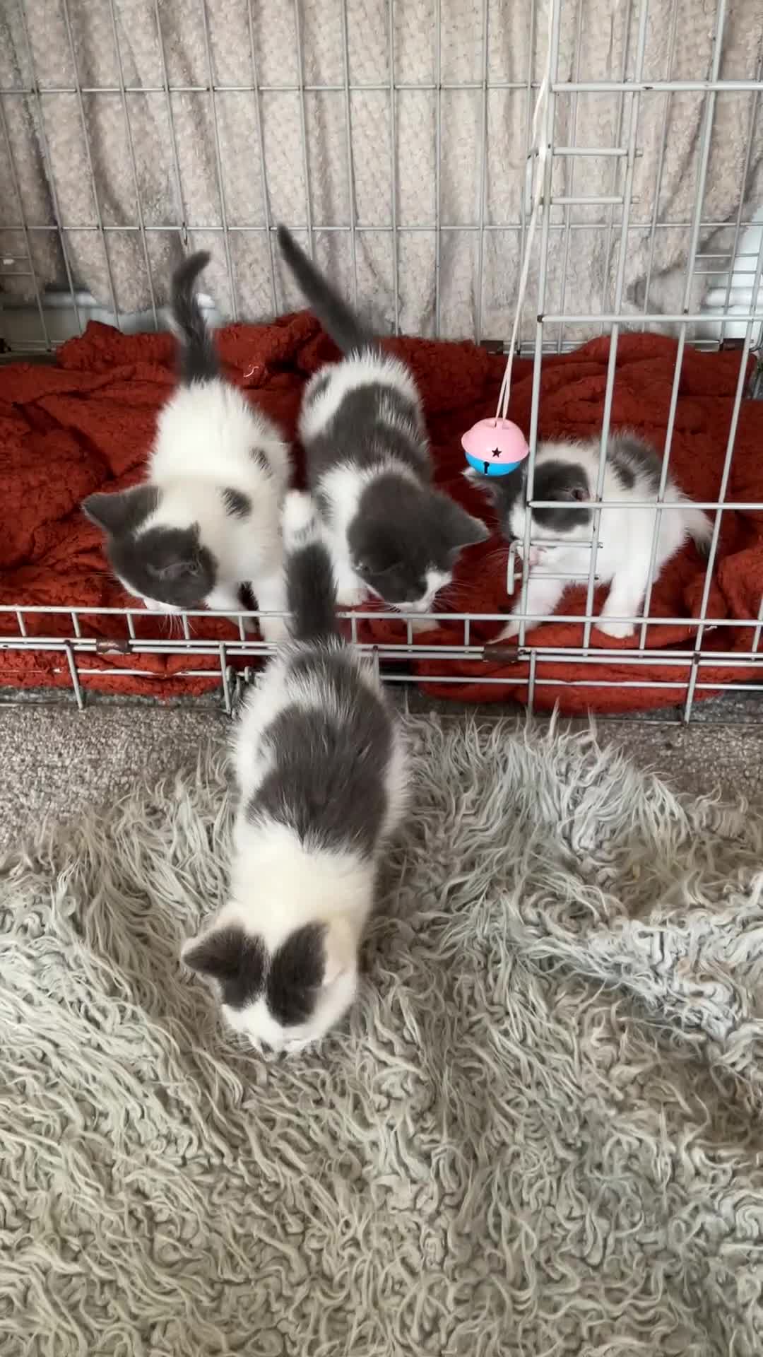 Mixed Breed cats for sale: We are ready for our new homes - Video 1