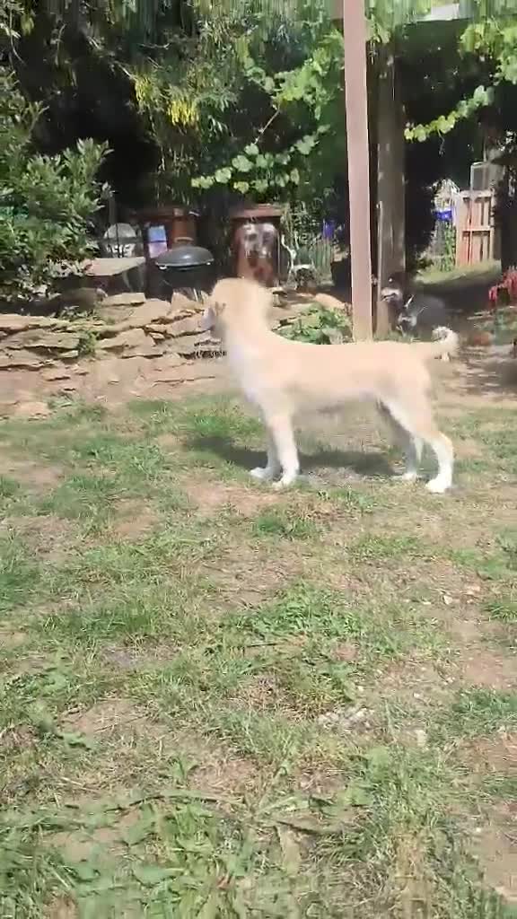 Mixed Breed dogs for adoption: Amazing Merry for adoption  - Video 2