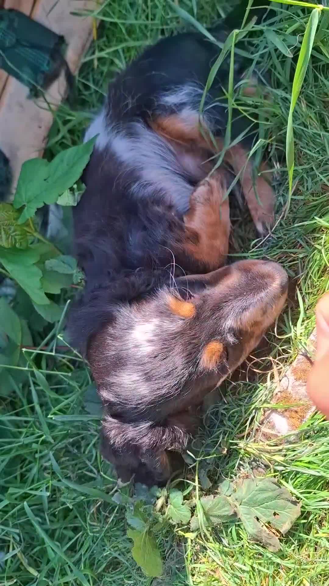 Miniature Dachshund dogs for sale: Long Haired miniature dachshund 2 boys  - Video 2