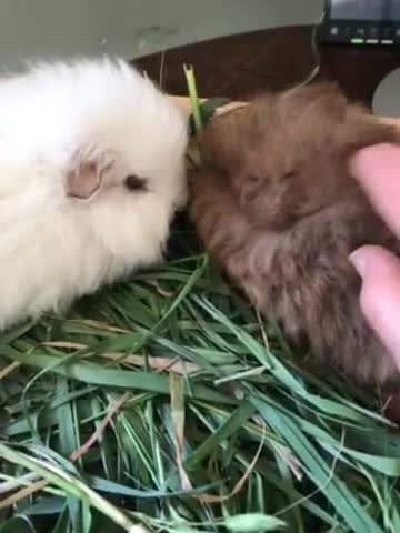 Guinea Pig rodents for sale: Sold Beautiful Swiss guinea pig brothers - Video 1