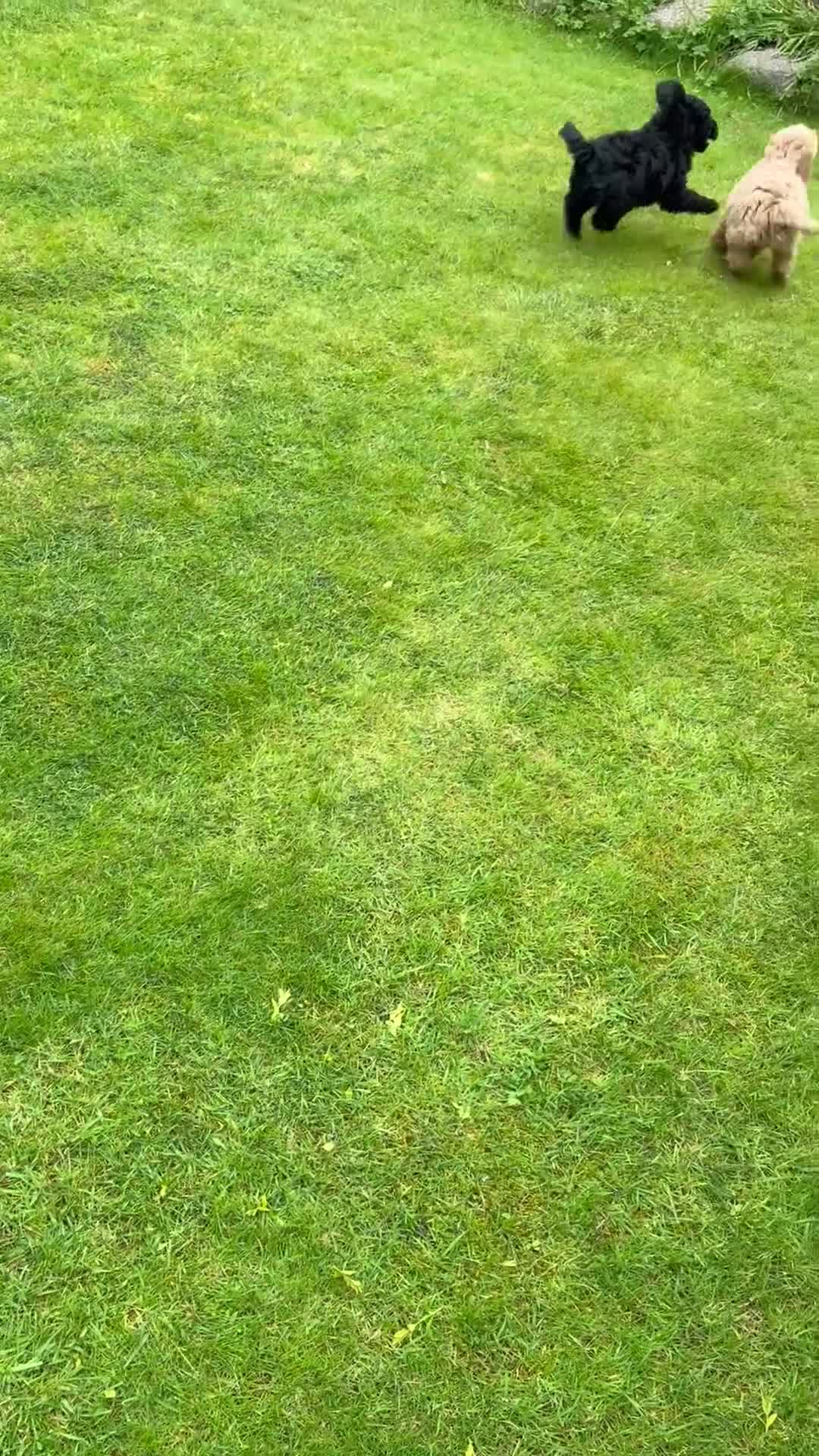 Cockapoo dogs for sale: Cockapoo Puppies!! 🐶  - Video 1