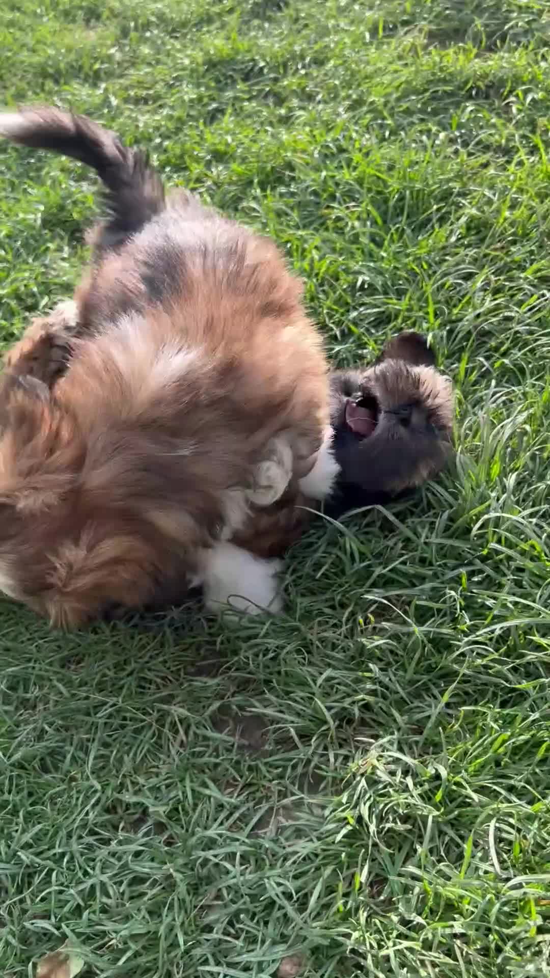 Lhasa Apso dogs for sale: Lhasa apso puppies  - Video 1