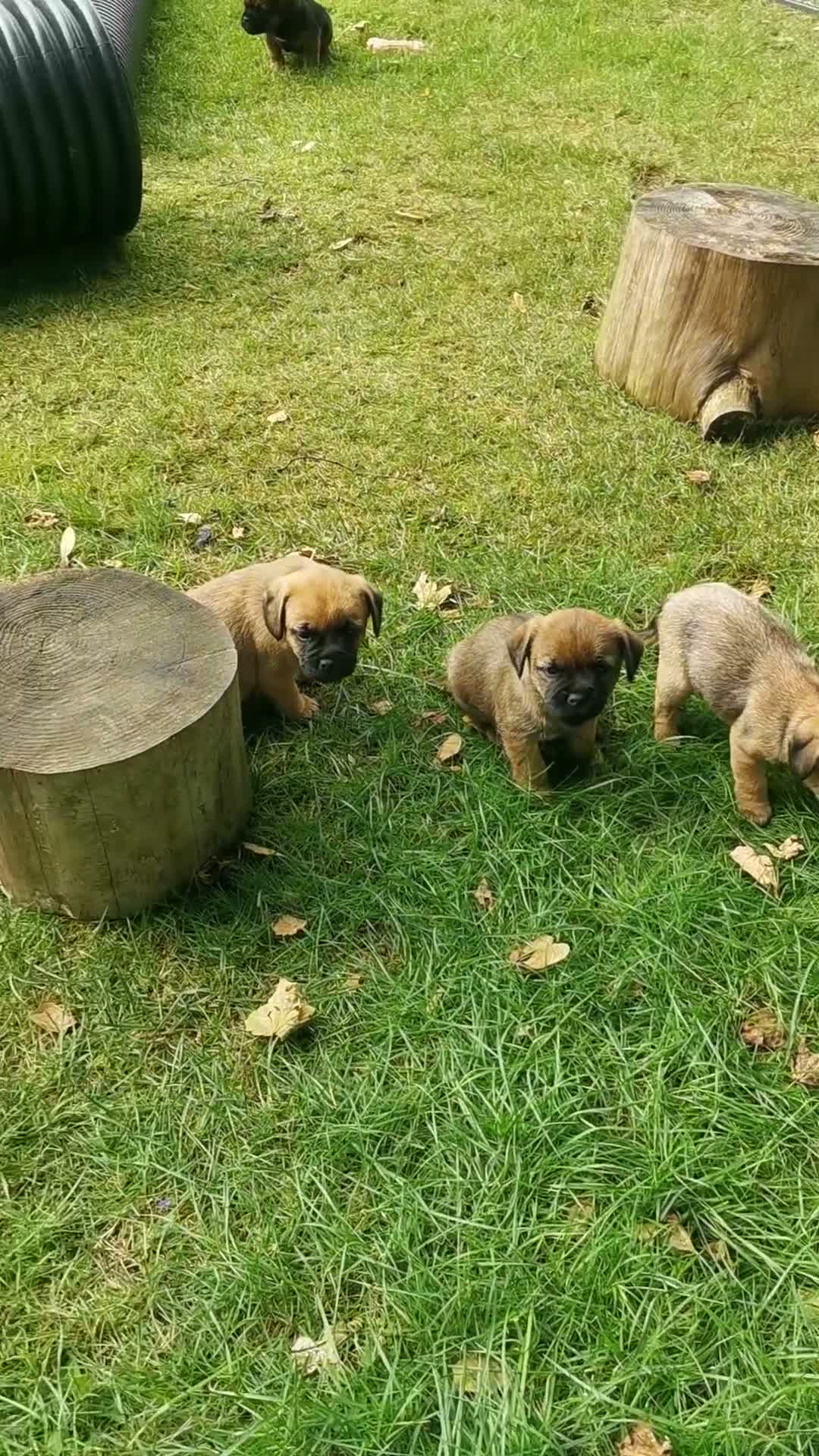 Border Terrier dogs for sale: Border Terrier Pups  - Video 1