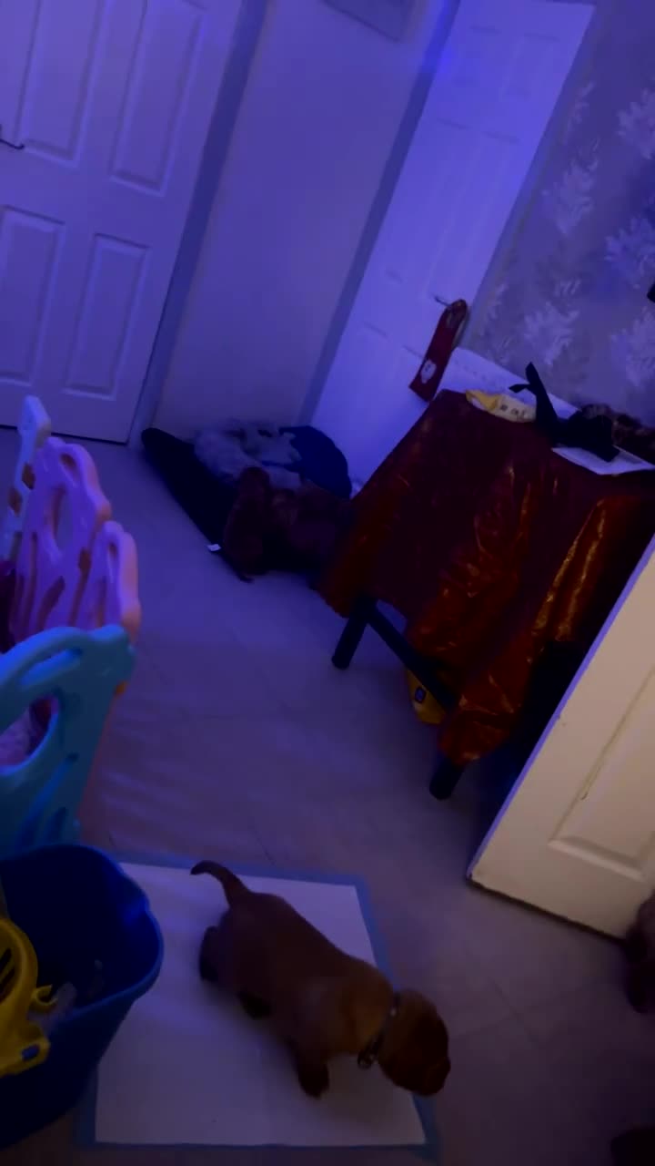 Dogue De Bordeaux dogs for sale: 2 BITCHES!LEFTFULL PEDIGREE 🦁 dogue de Bordeaux  - Video 3