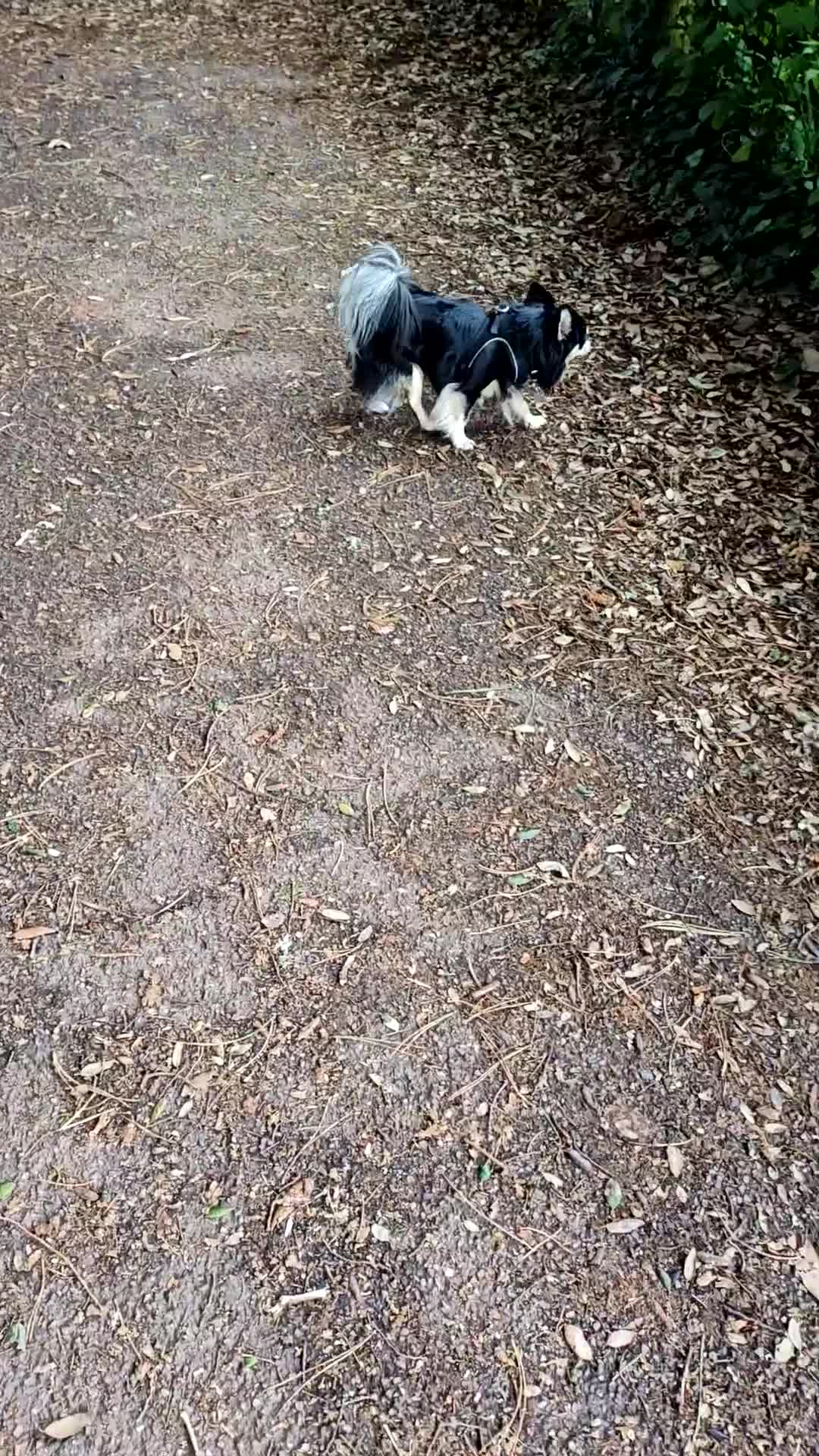 Chihuahua dogs for stud: Stud chihuahua in Exmouth  - Video 1