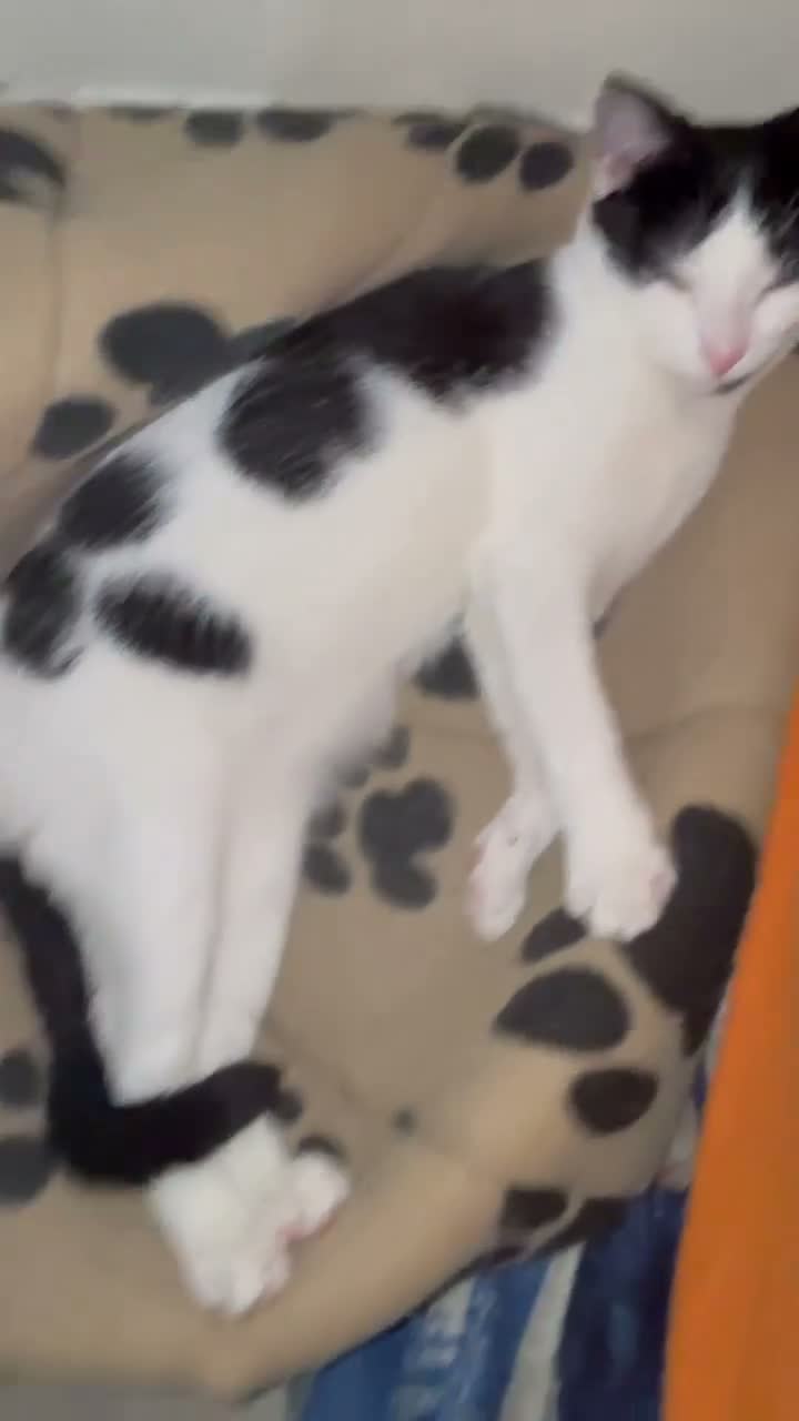 Domestic Shorthair cats for sale: Rani  in Hounslow - Video 2