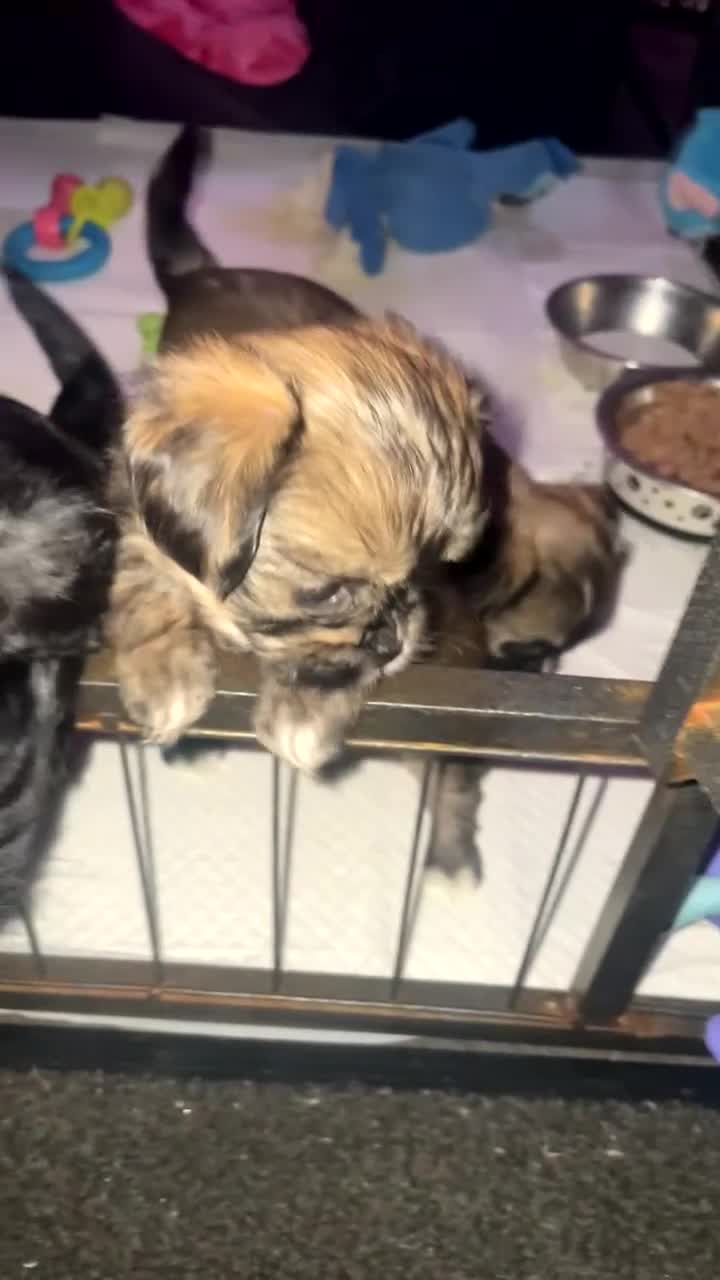 Mixed Breed dogs for sale: Chihuahua X Shih Tzu - Video 1