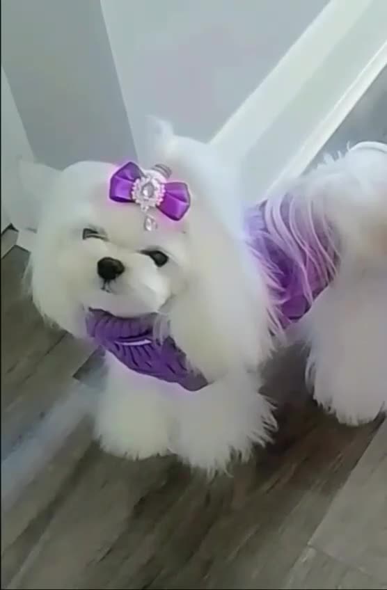 Maltese dogs for stud: ❤️DNA health tested Tiny Korean Maltese boy❤️ - Video 5