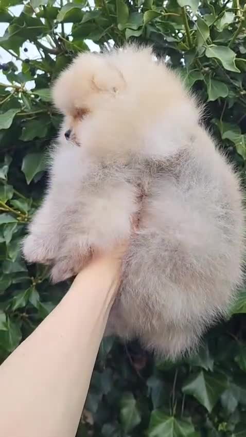Pomeranian dogs for sale: Pomeranian Puppies in Enniskillen - Video 1