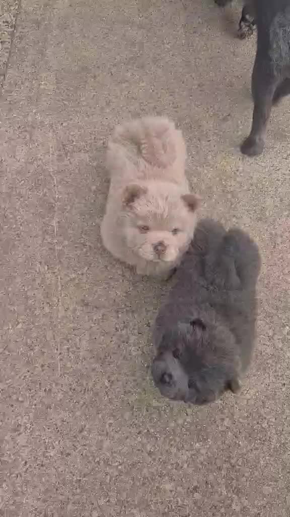 Chow Chow dogs for sale: Chow chow puppy in Doncaster - Video 1