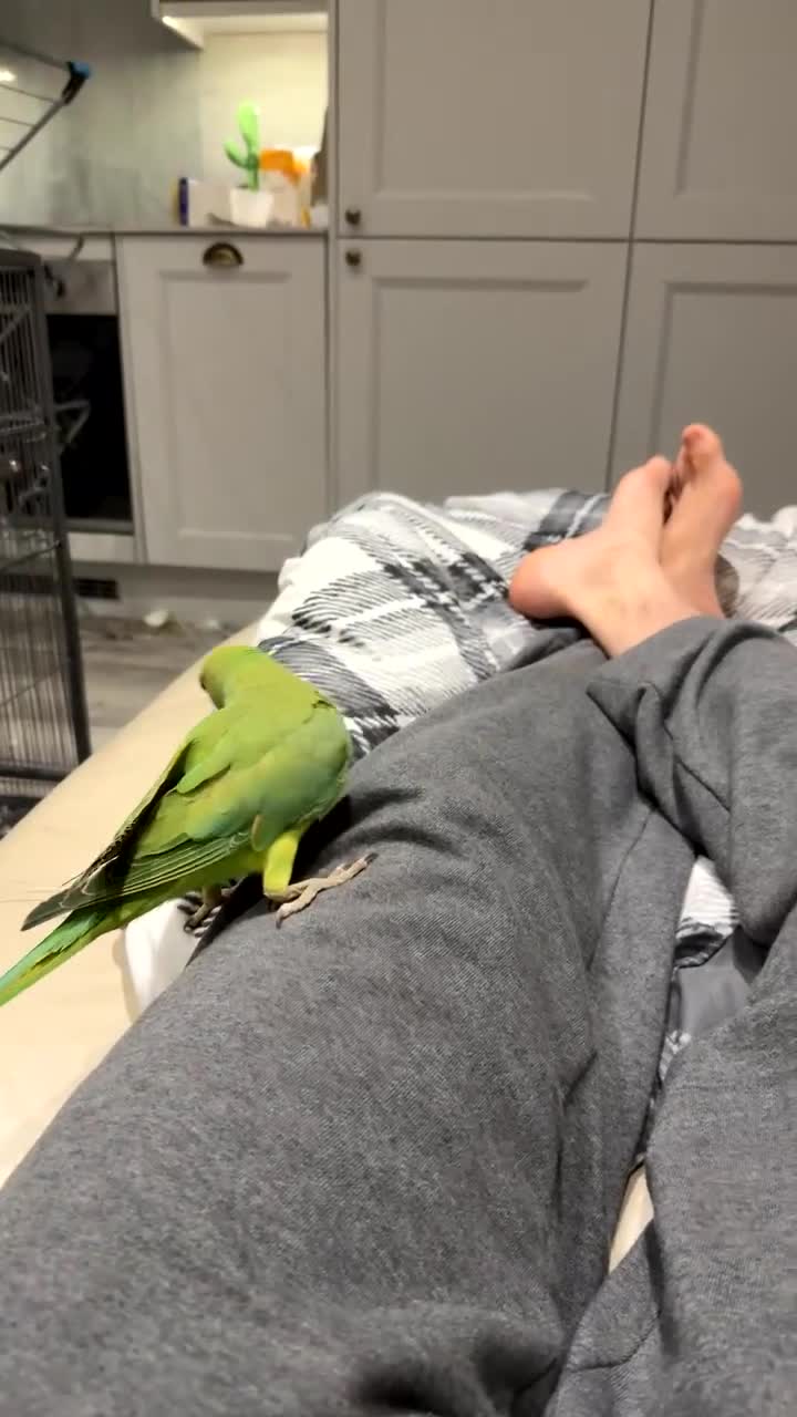 Ringnecks birds for sale: HAND TAMED RINGNECK FOR SALE in Bournemouth - Video 1