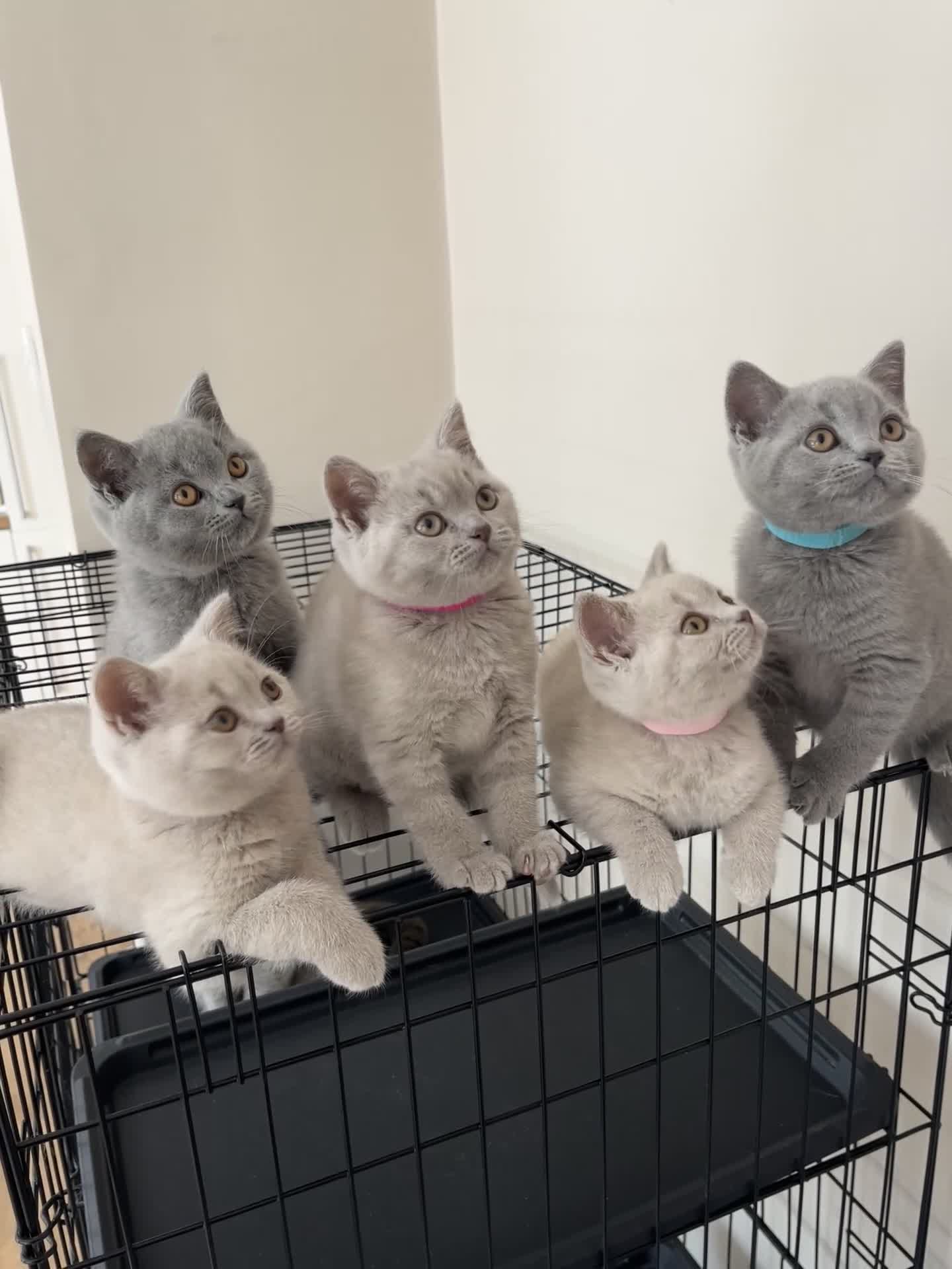 British Shorthair cats for sale: Lilac & Blue BSH’s GCCF available in 1 week 🩵💜 - Video 5