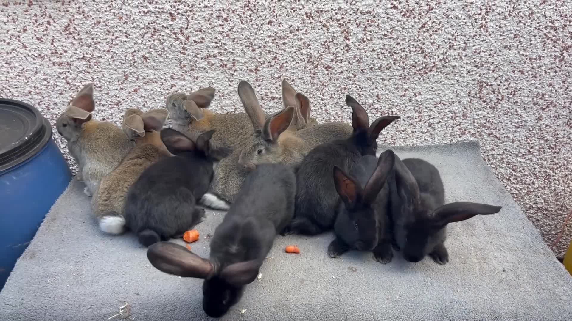 Continental Giant rabbits for sale: Giant continental  - Video 5