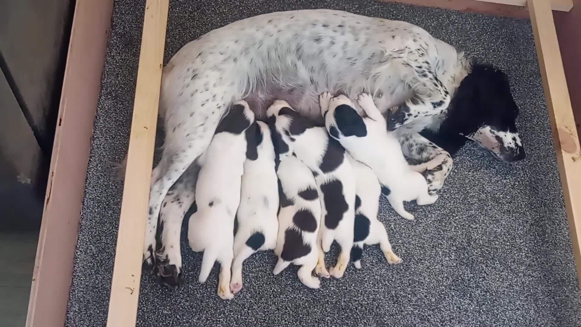 English Springer Spaniel dogs for sale: English springer spaniel pups  - Video 2