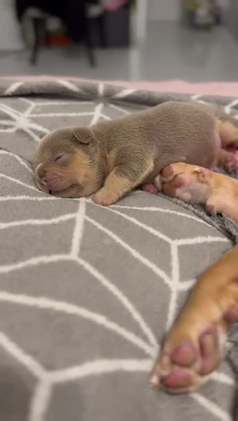 French Bulldog dogs for sale: Outstanding Frenchie pups  - Video 1