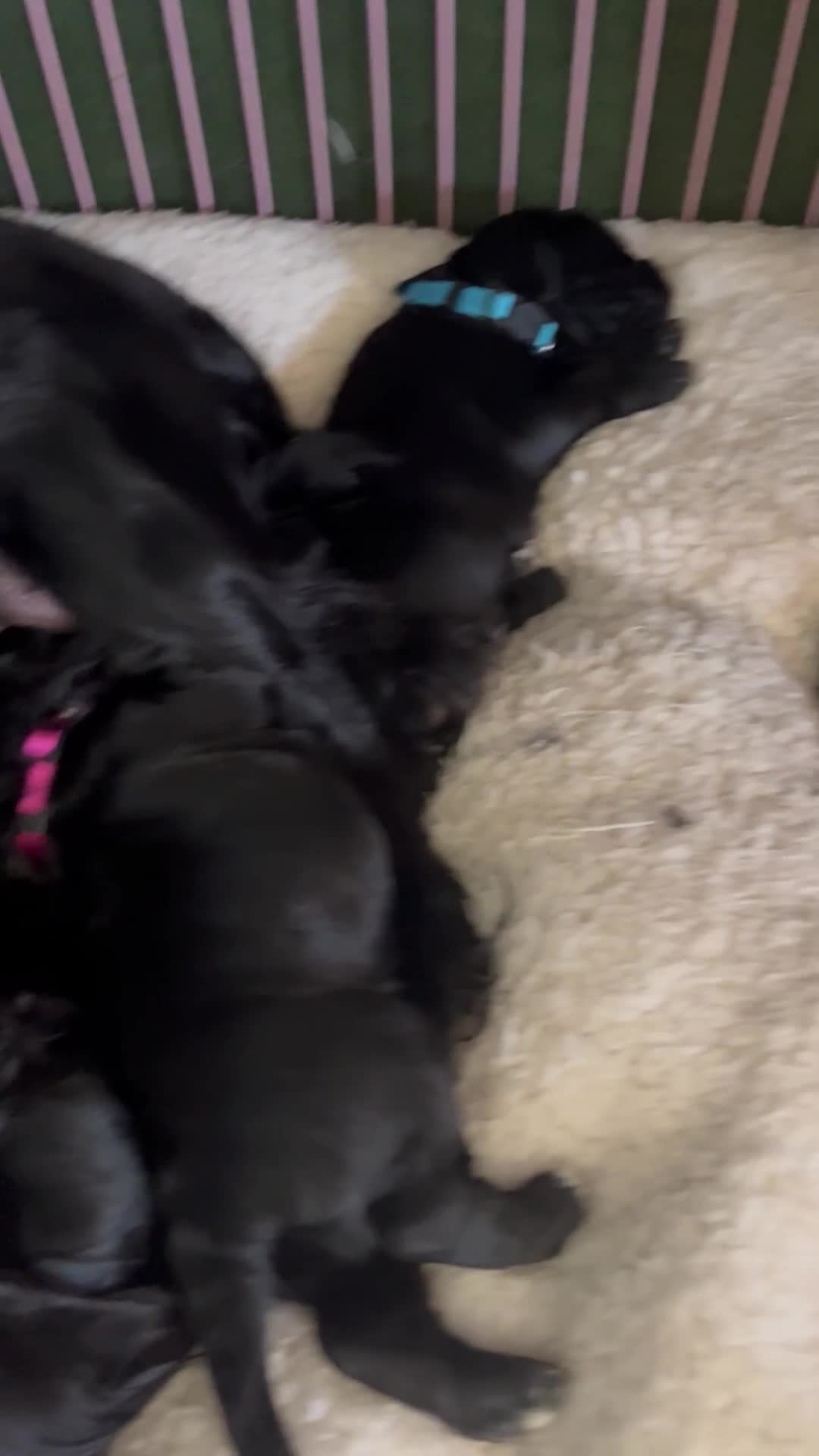 Cocker Spaniel dogs for sale: ‼️ONE GIRL LEFT‼️Working cocker spaniel puppies🐾 - Video 2
