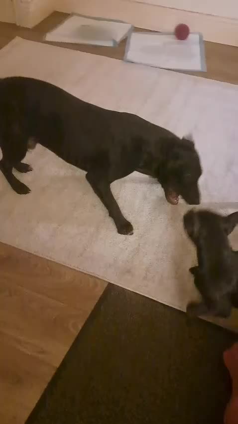 Mixed Breed dogs for sale: American staffordshire cross english bull terrier - Video 1