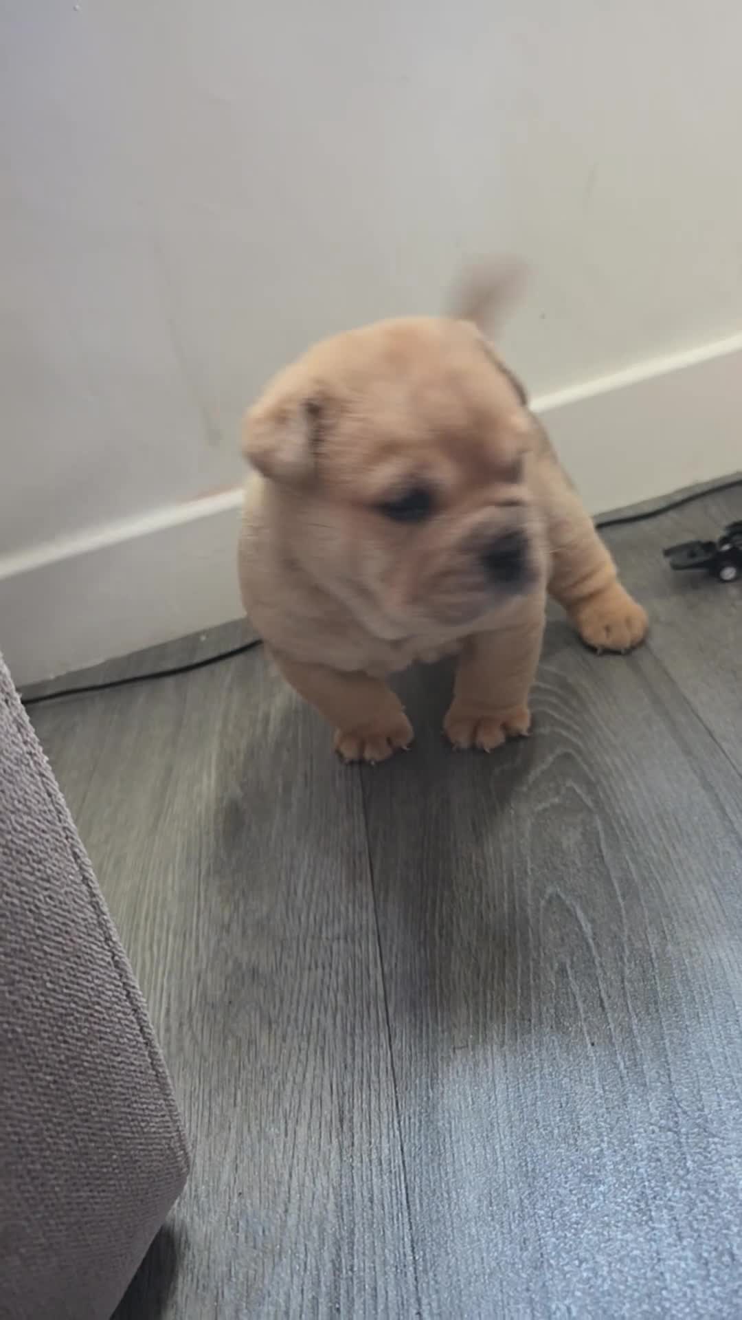 Mixed Breed dogs for sale: Chow chow x  - Video 1