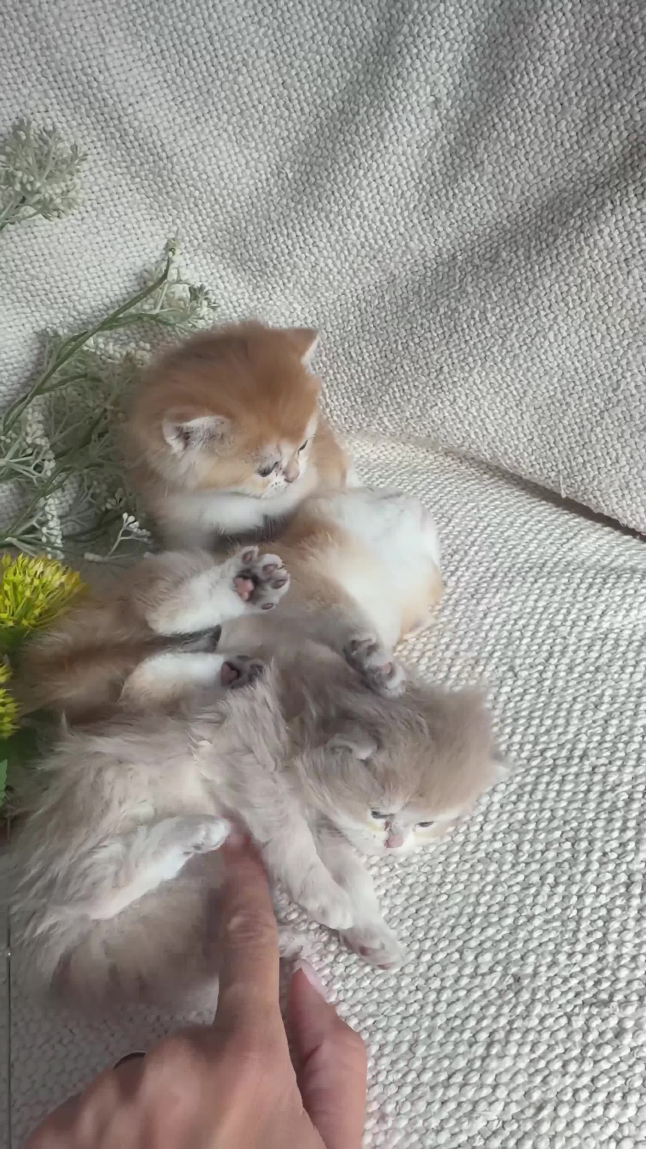 British Shorthair cats for sale: Champion Bloodline Blue Golden/Golden BSH/BLH - Video 1