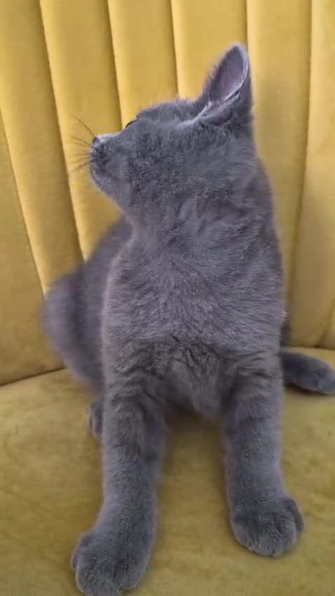 British Shorthair cats for sale: Adorable British shorthair kittens - Ready now 😻 - Video 1