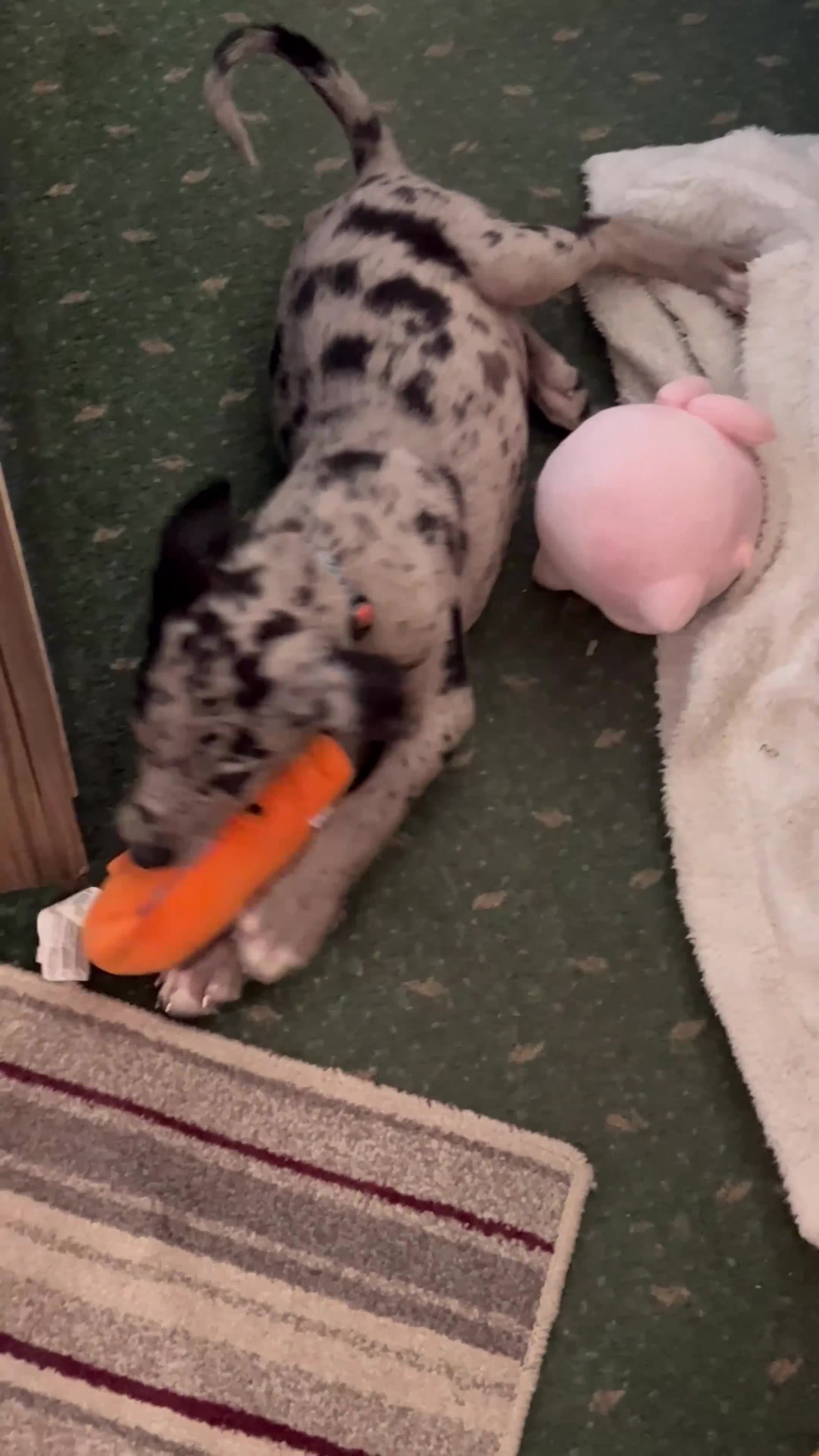 Mixed Breed dogs for sale: Border/Bullie Cross Merle Male Puppy 11 Weeks - Video 1