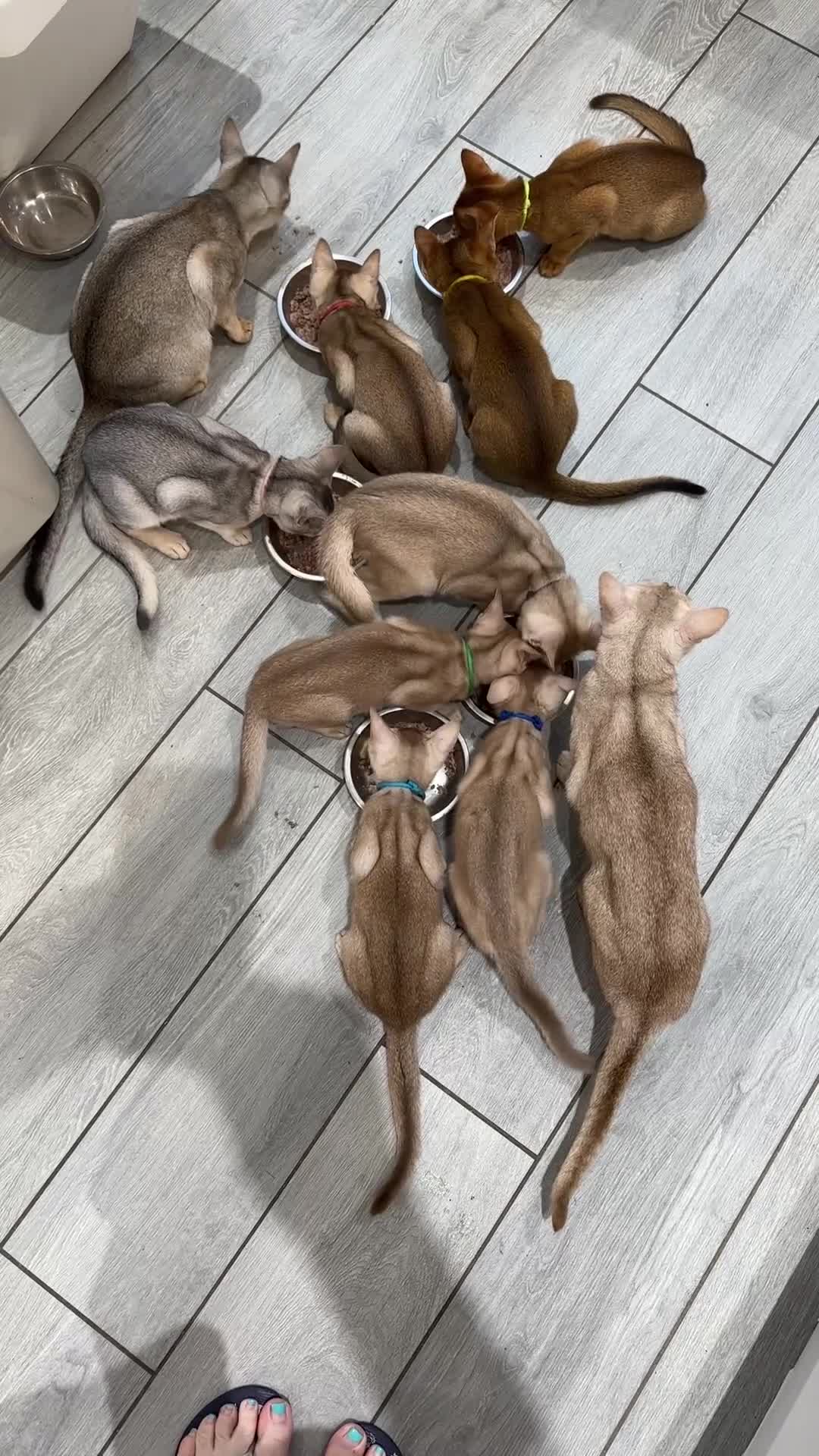 Abyssinian cats for sale: Ready to go TODAY! Delivery ✅ Neutered ✅ - Video 2