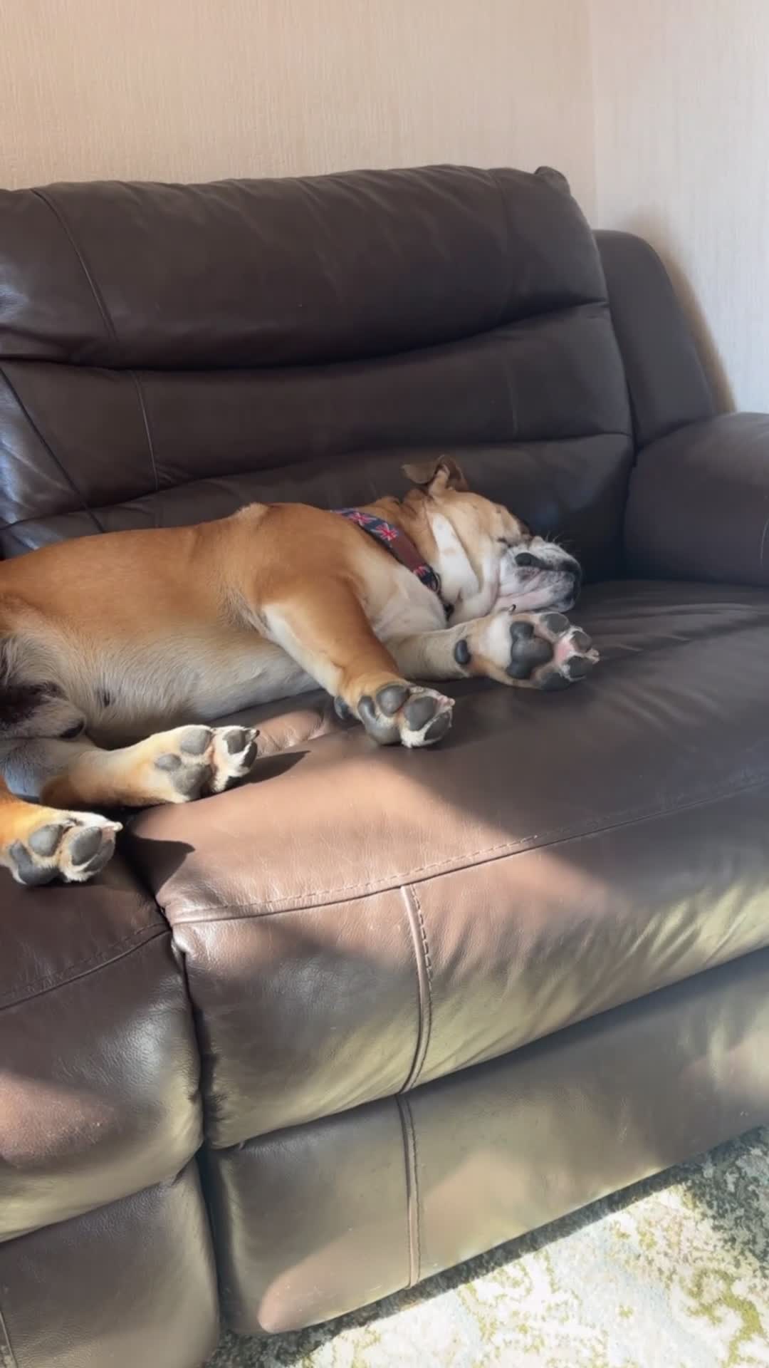 English Bulldog dogs for stud: Fatboy! Bulldog for Stud - Video 3