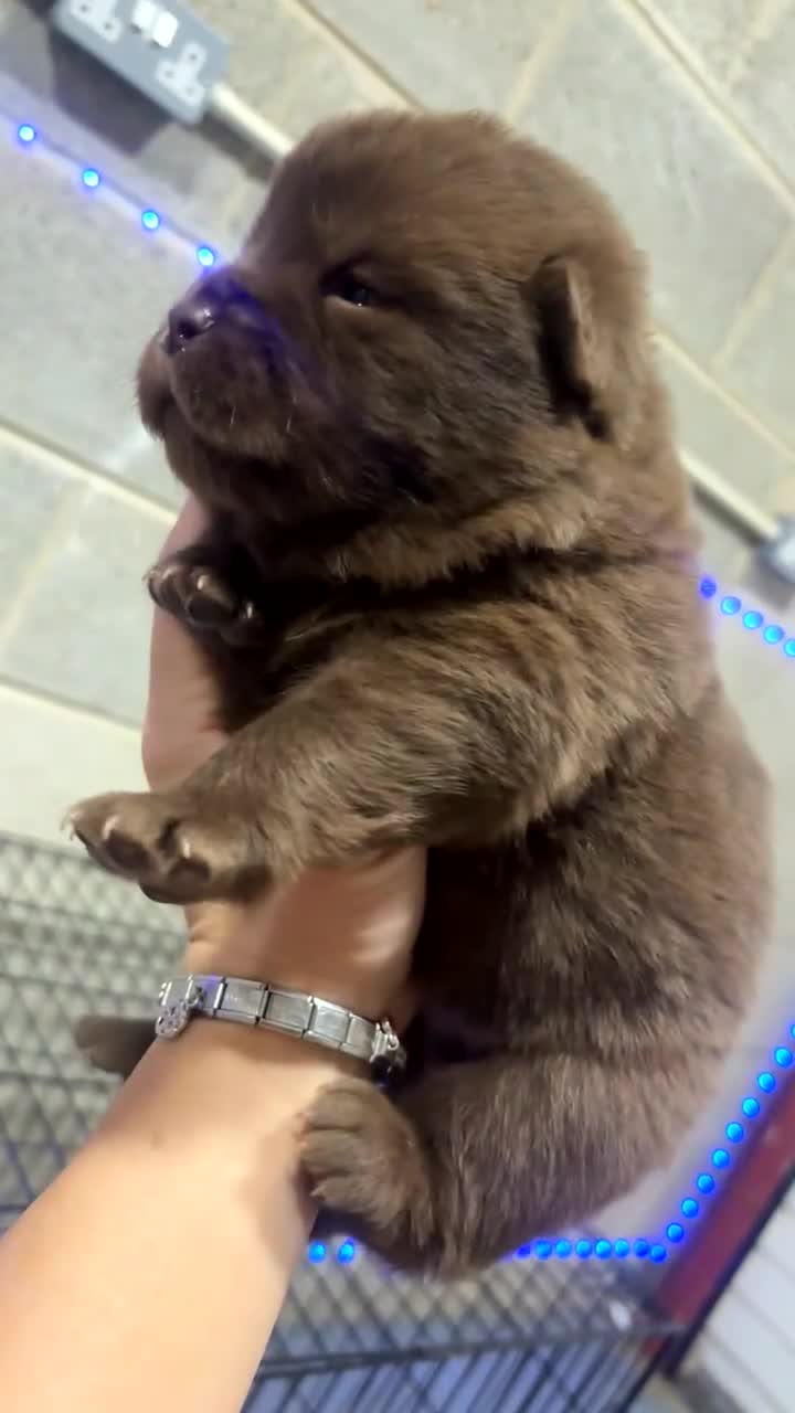 Mixed Breed dogs for sale: Chow x bulldog puppies - Video 1