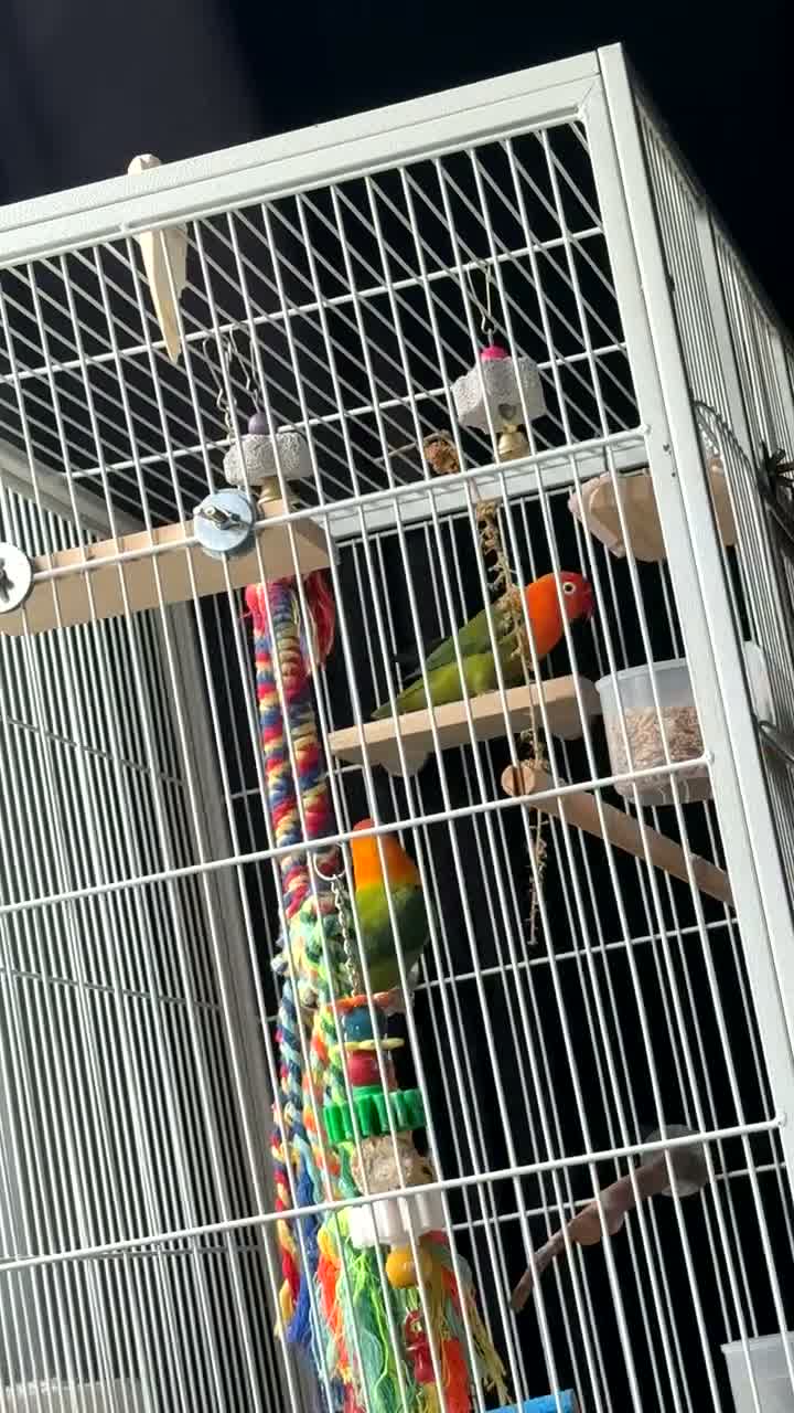 Lovebirds birds for sale: Love birds male&female  - Video 1