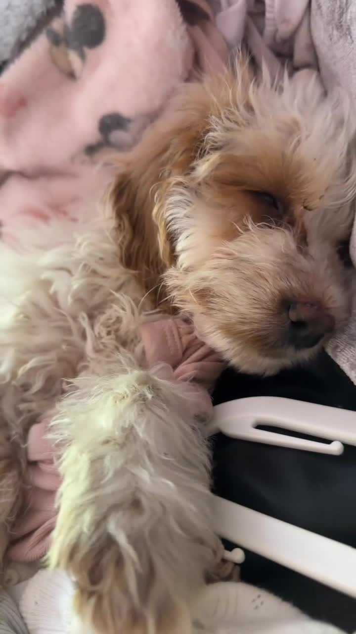 Cockapoo dogs for sale: 5 month old cockapoo called darla  in Runcorn - Video 1
