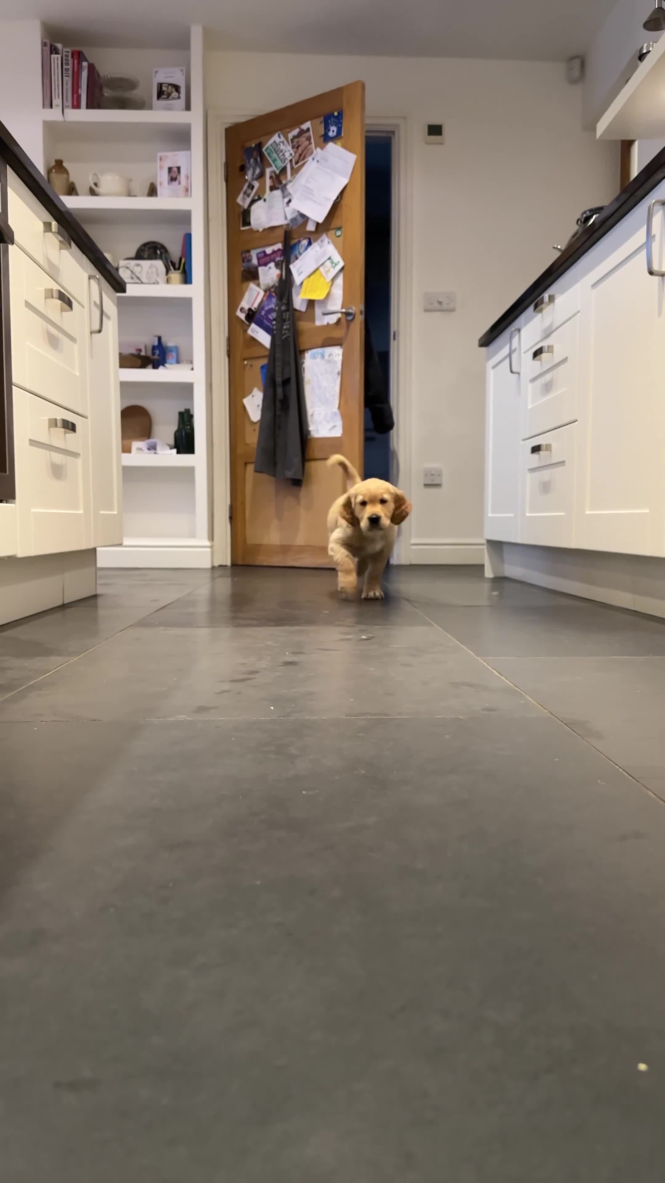 Golden Retriever dogs for sale: Golden Retriever pups for sale - Video 1