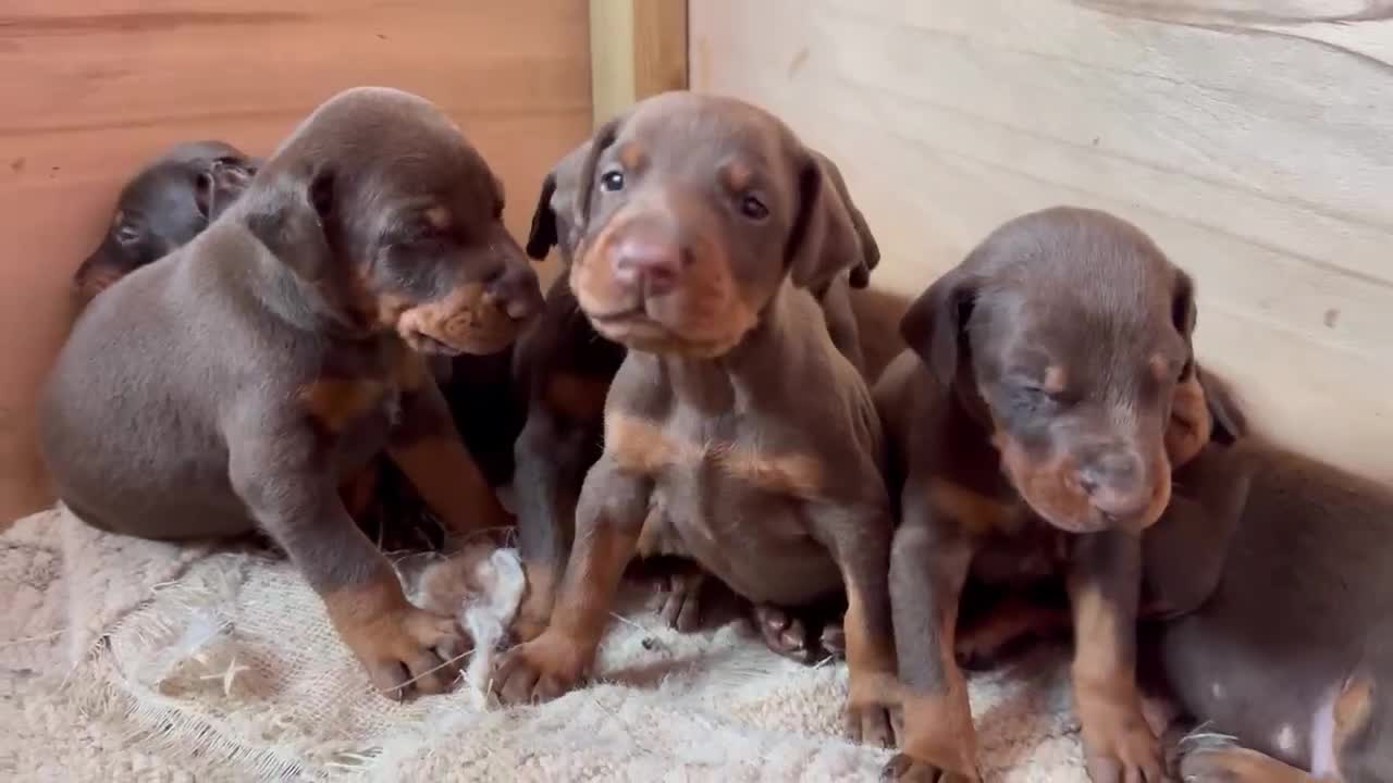 Dobermann dogs for sale: Absolutely geogeous KC registered doberman puppies - Video 1