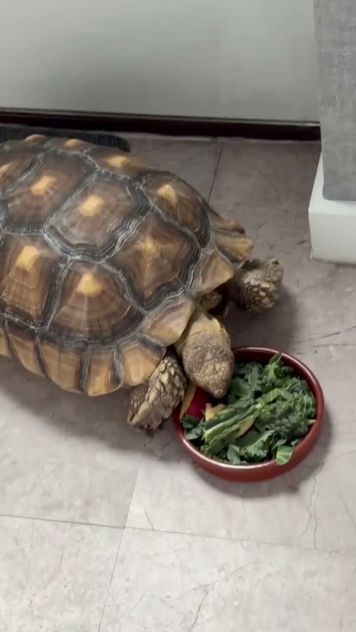 Tortoise reptiles for sale: Sulcata tortoise male 6 year old - Video 1