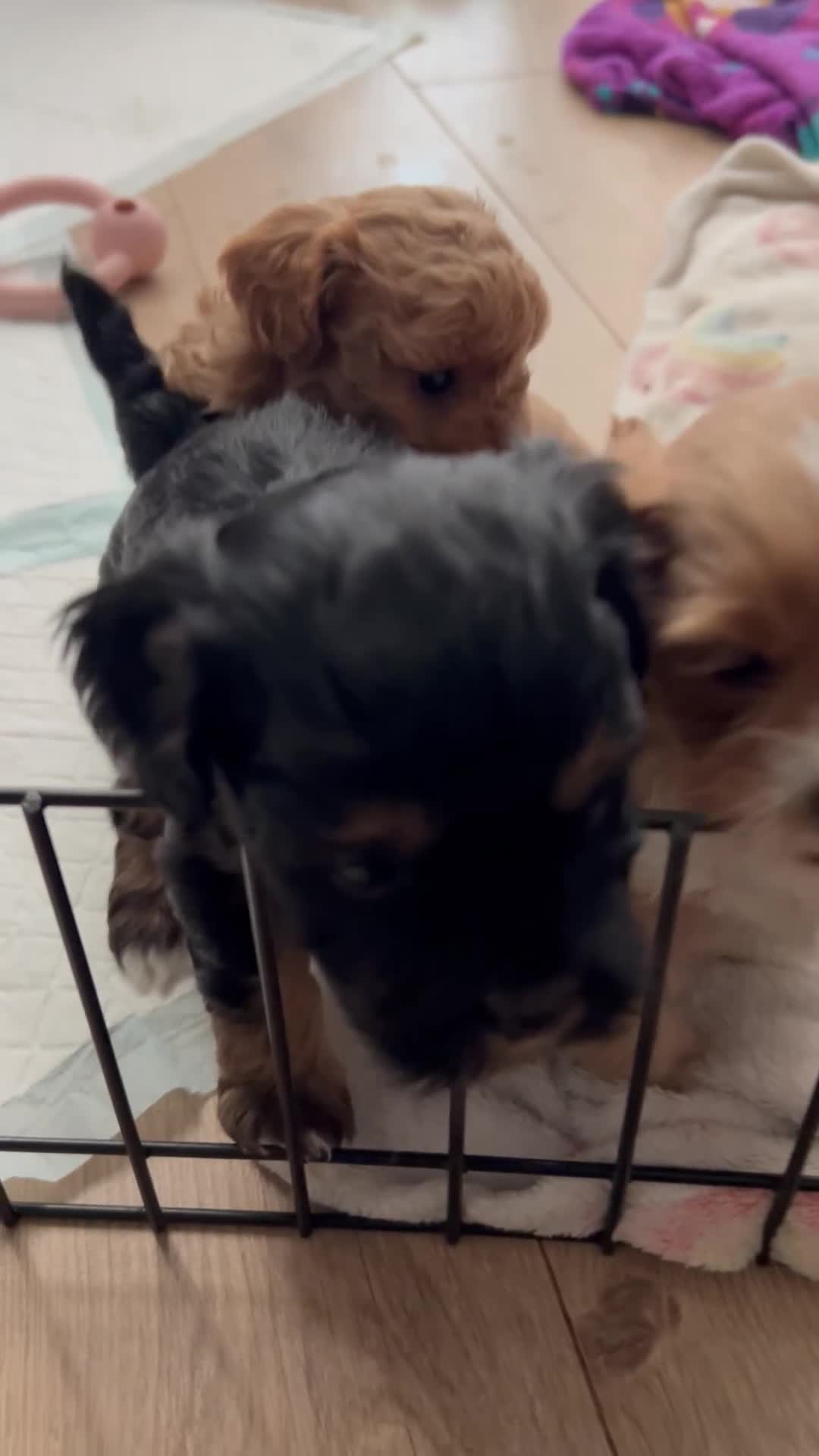 Shihpoo dogs for sale: Shihpoo pups  - Video 1