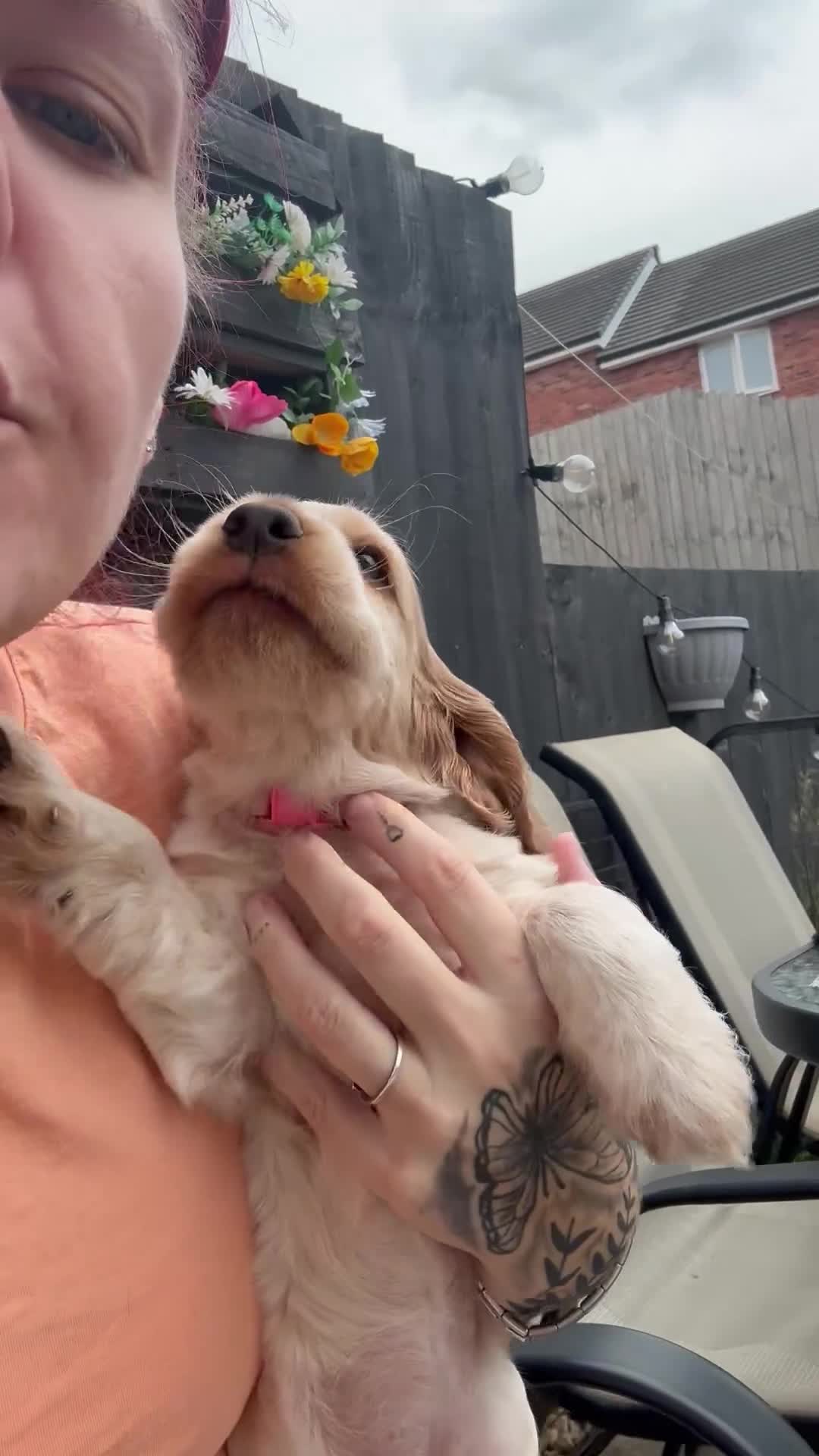 Cocker Spaniel dogs for sale: 🍋REAVAILABLE KC lemon roan show cocker - Video 1